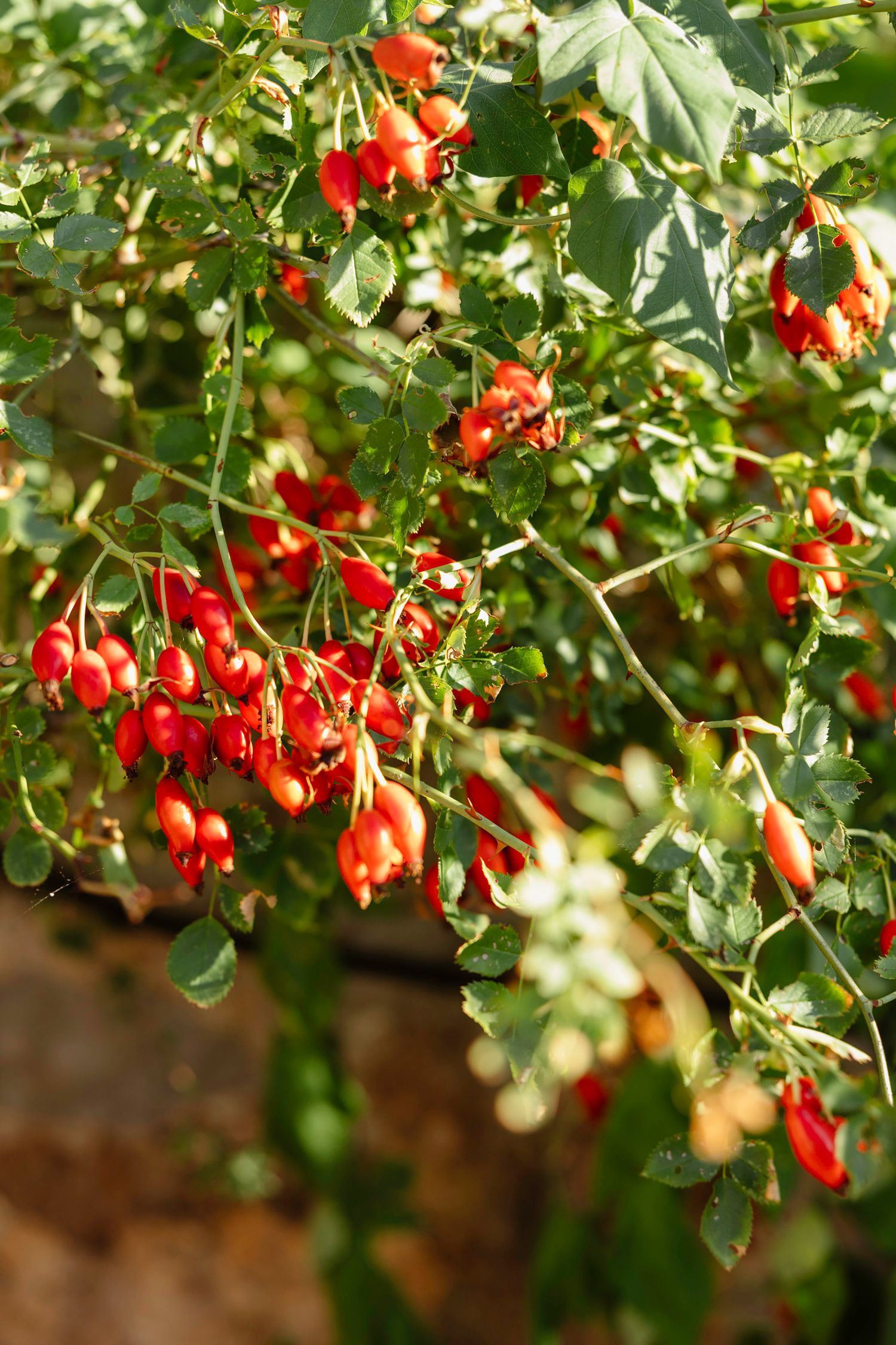 Branch full of bright red berries with green leaves in sunlight.
