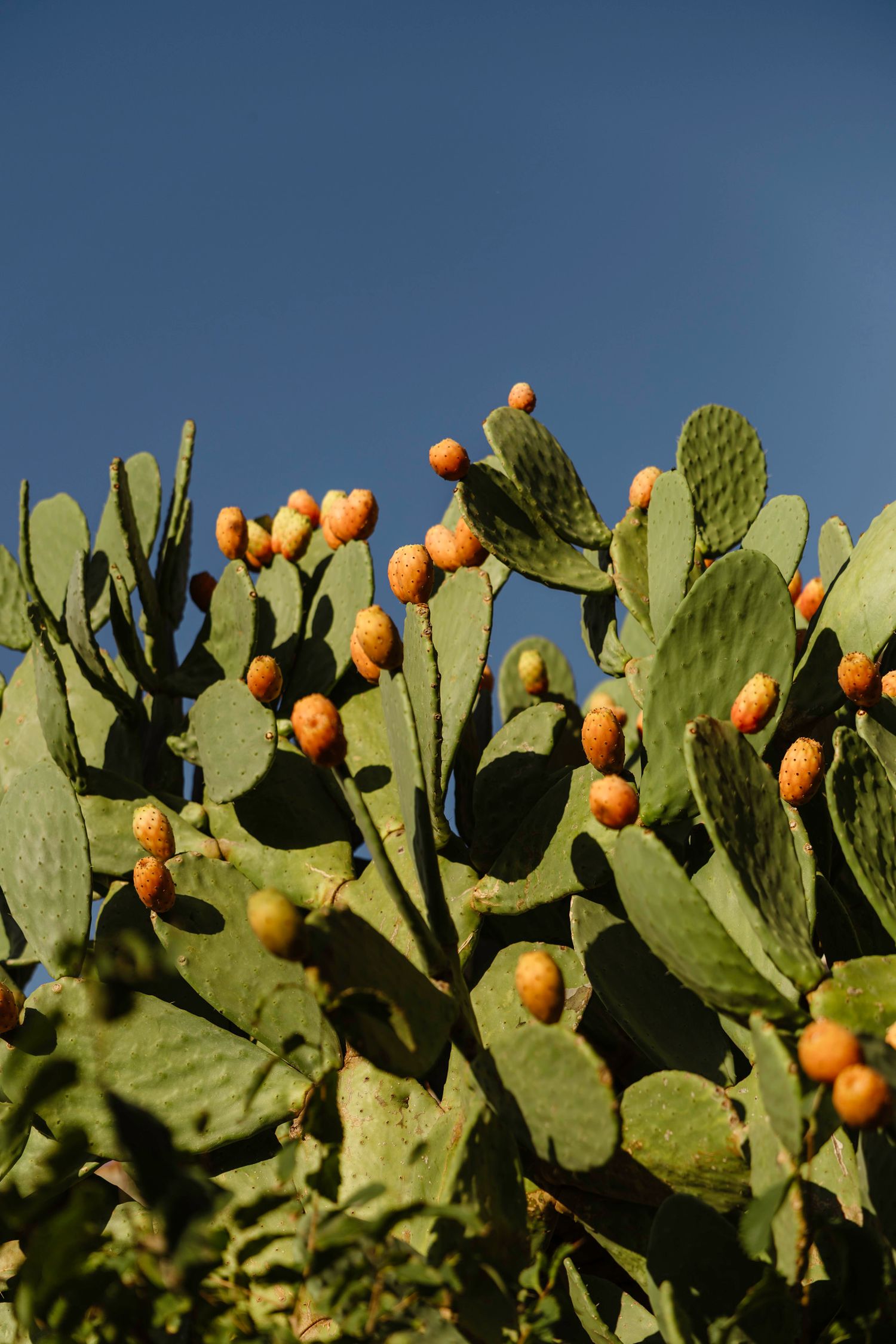 Prickly pear cactus with bright orange fruits against blue sky.