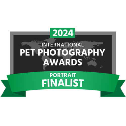 Green and gray award ribbon banner displaying 'International Portrait Finalist 2024' for pet photography competition.