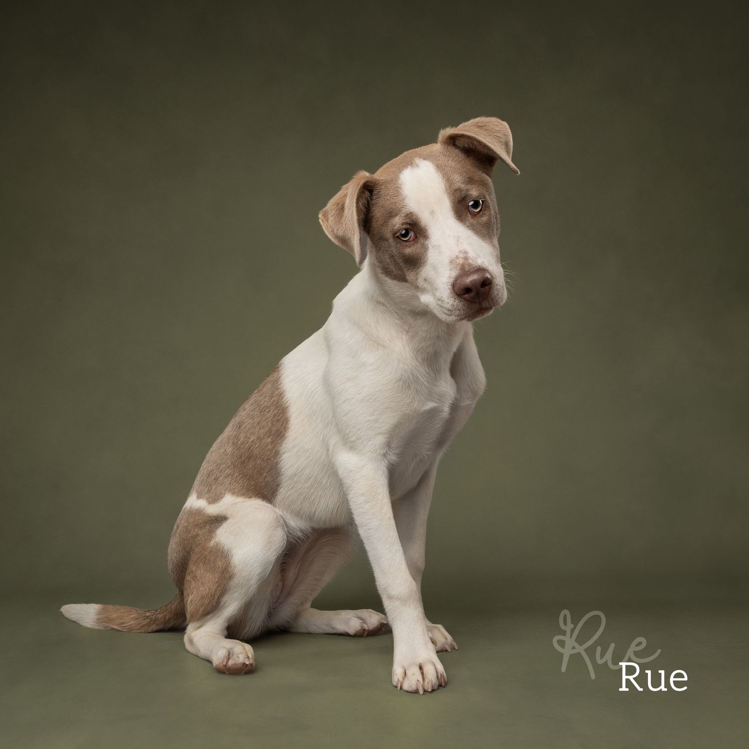 A brown and white puppy named Rue sits posed against a green background in a professional studio portrait.