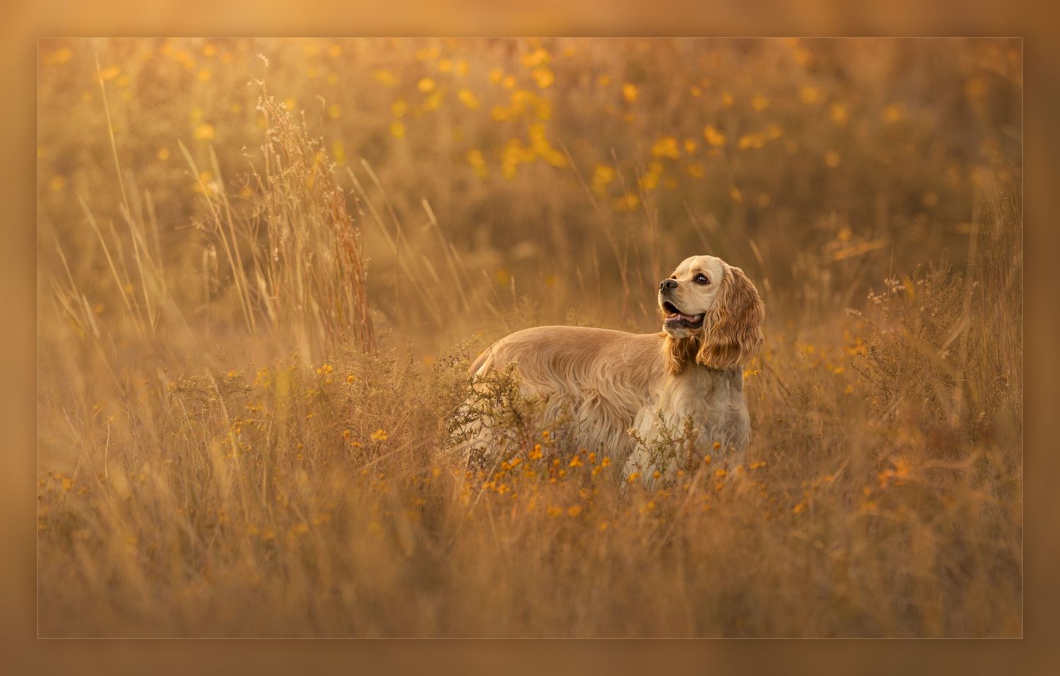 Red fox stalking through tall golden grass during sunset in a meadow.