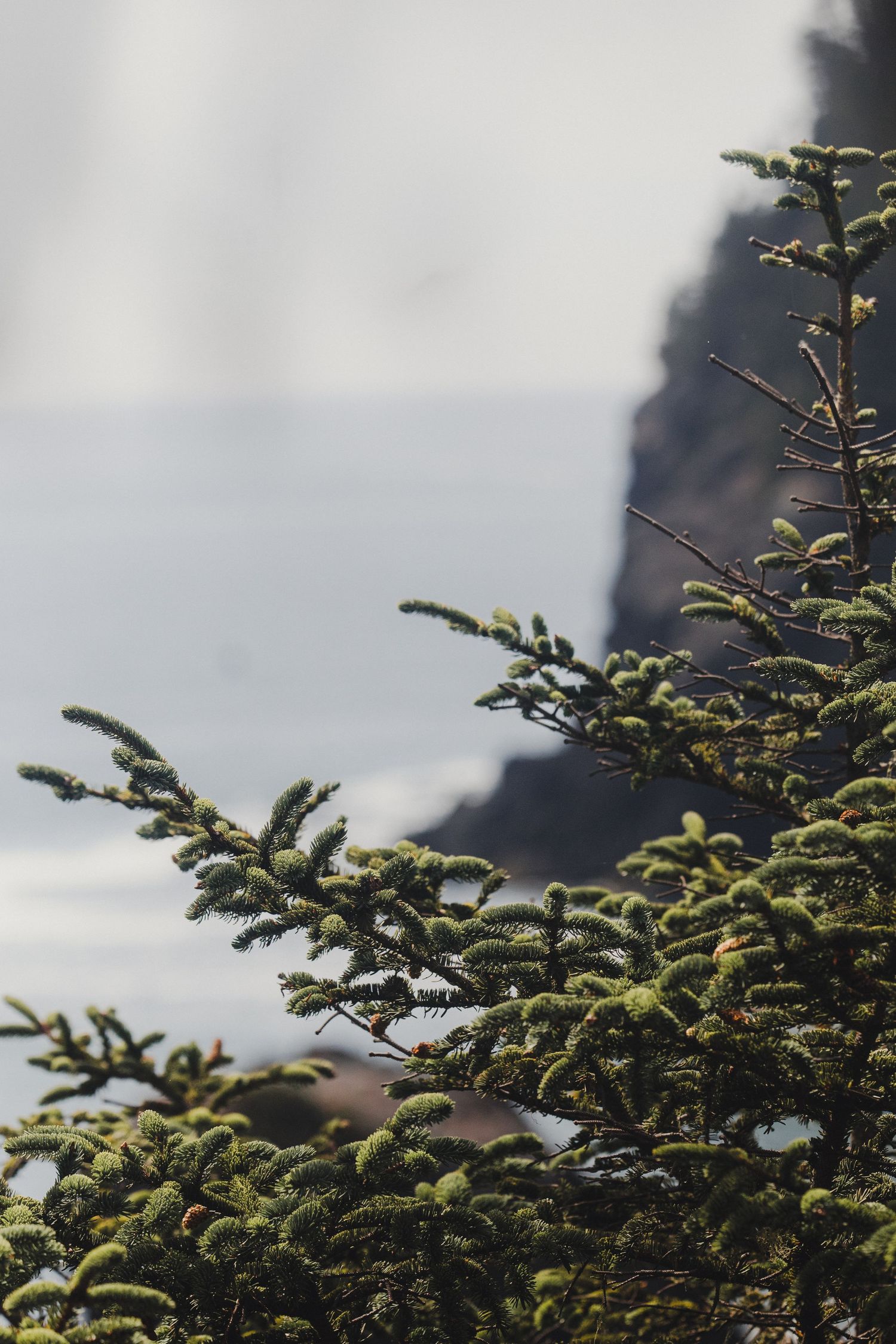 Close-up of green pine tree branches with a misty coastal cliff in the soft-focus background.