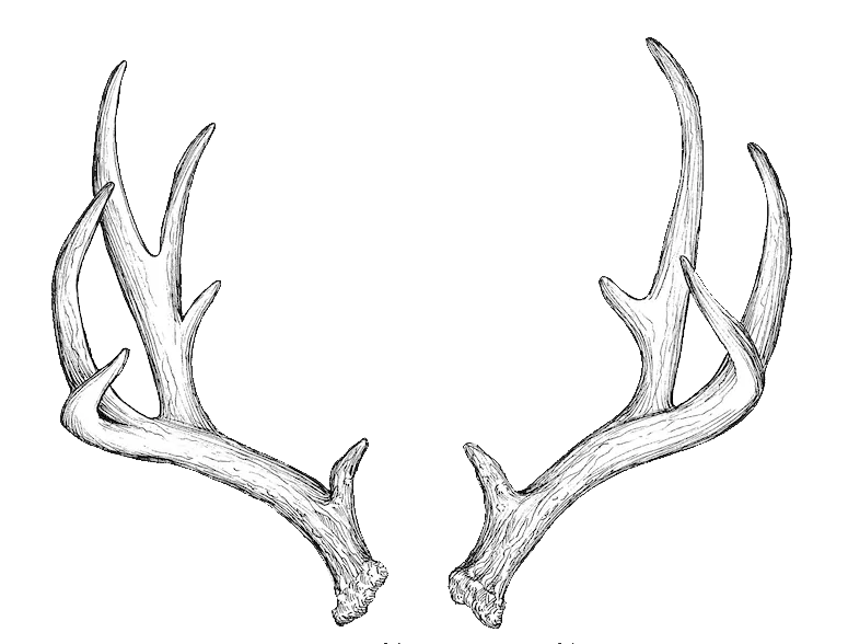 Hand-drawn sketch of a symmetrical pair of deer antlers with detailed branching points in black and white pencil.