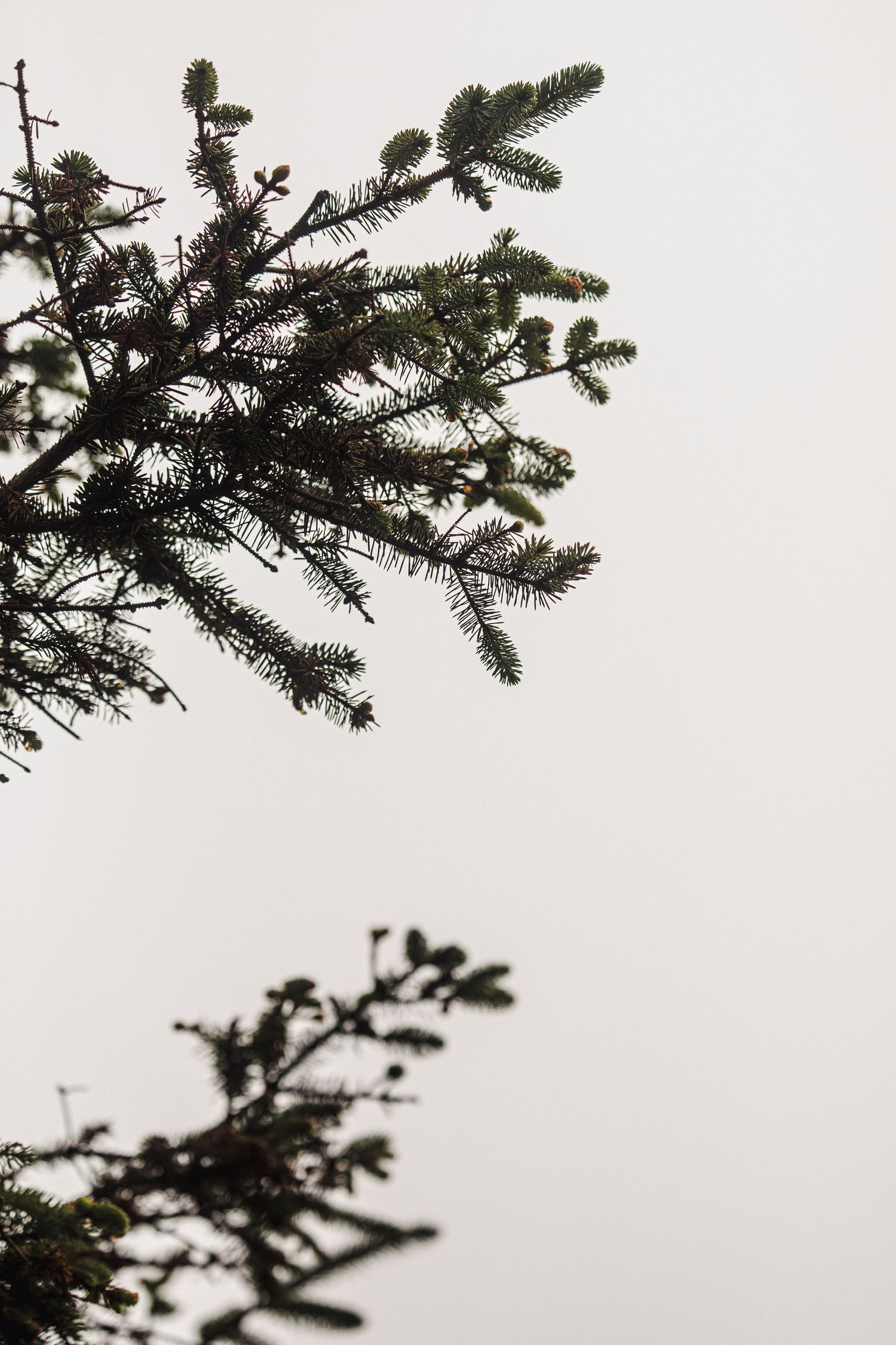 Dark green pine tree branches silhouetted against a pale misty sky.