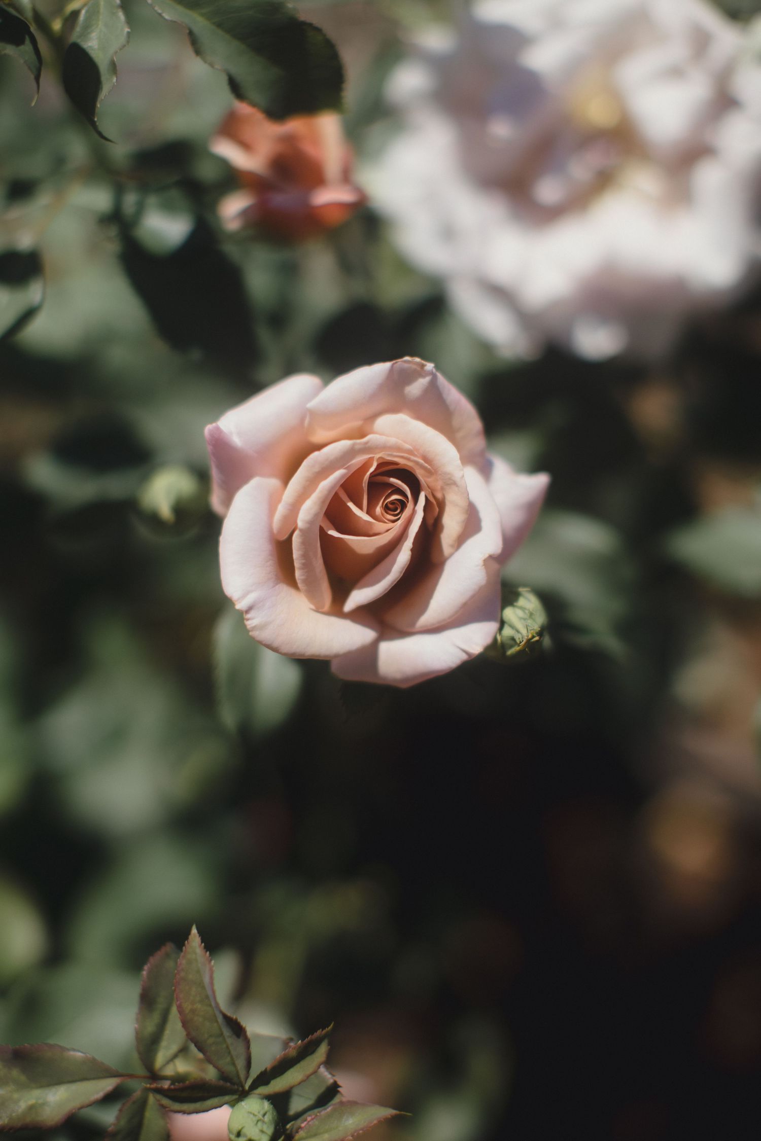 Soft pink garden rose in full bloom with green foliage bokeh background.