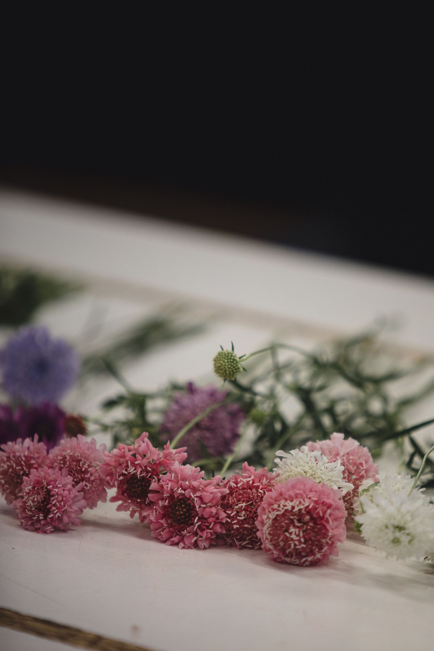 Pink and white scabiosa flowers arranged on a white surface with dark background.