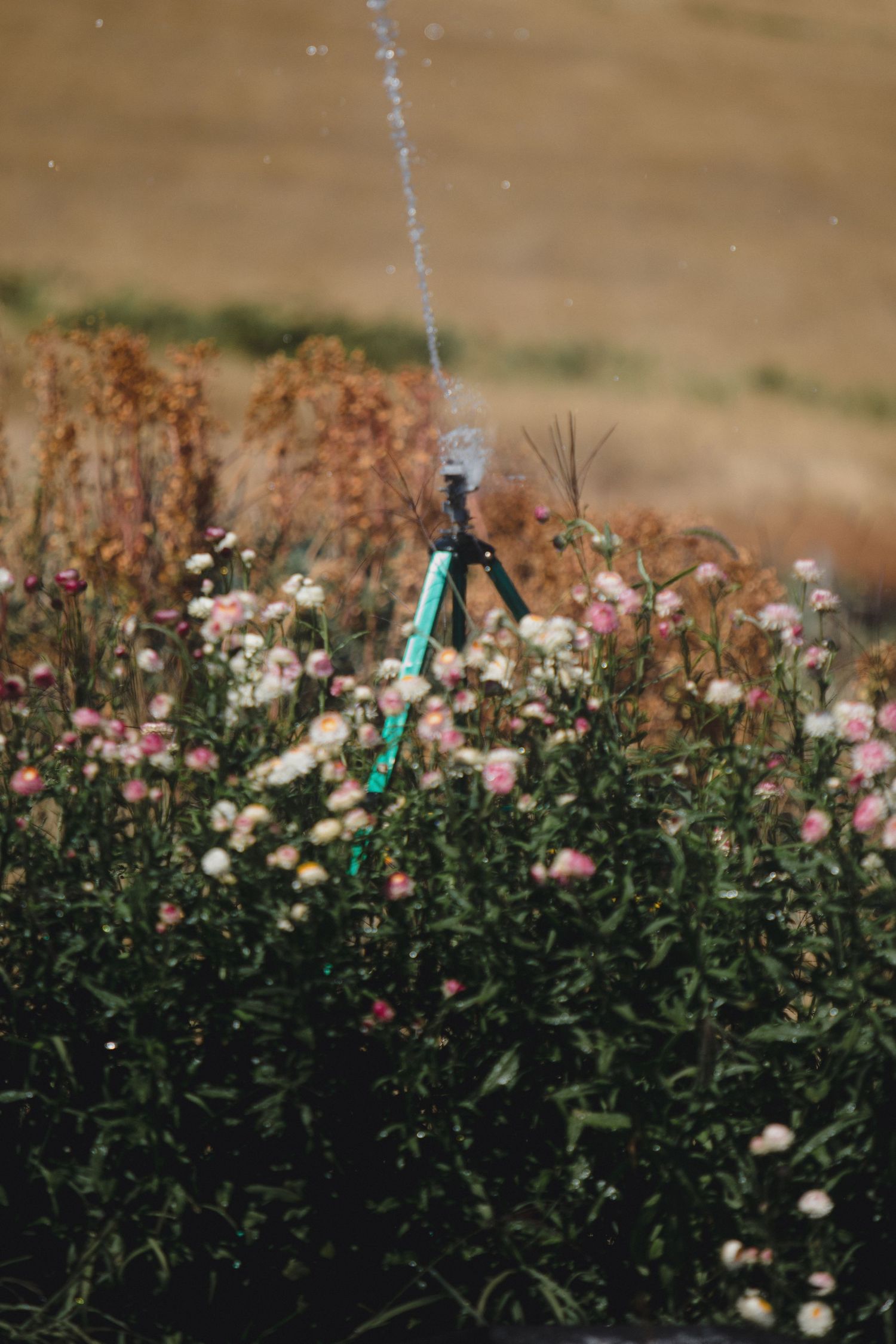 Garden sprinkler watering pink and white wildflowers in a sunny field.