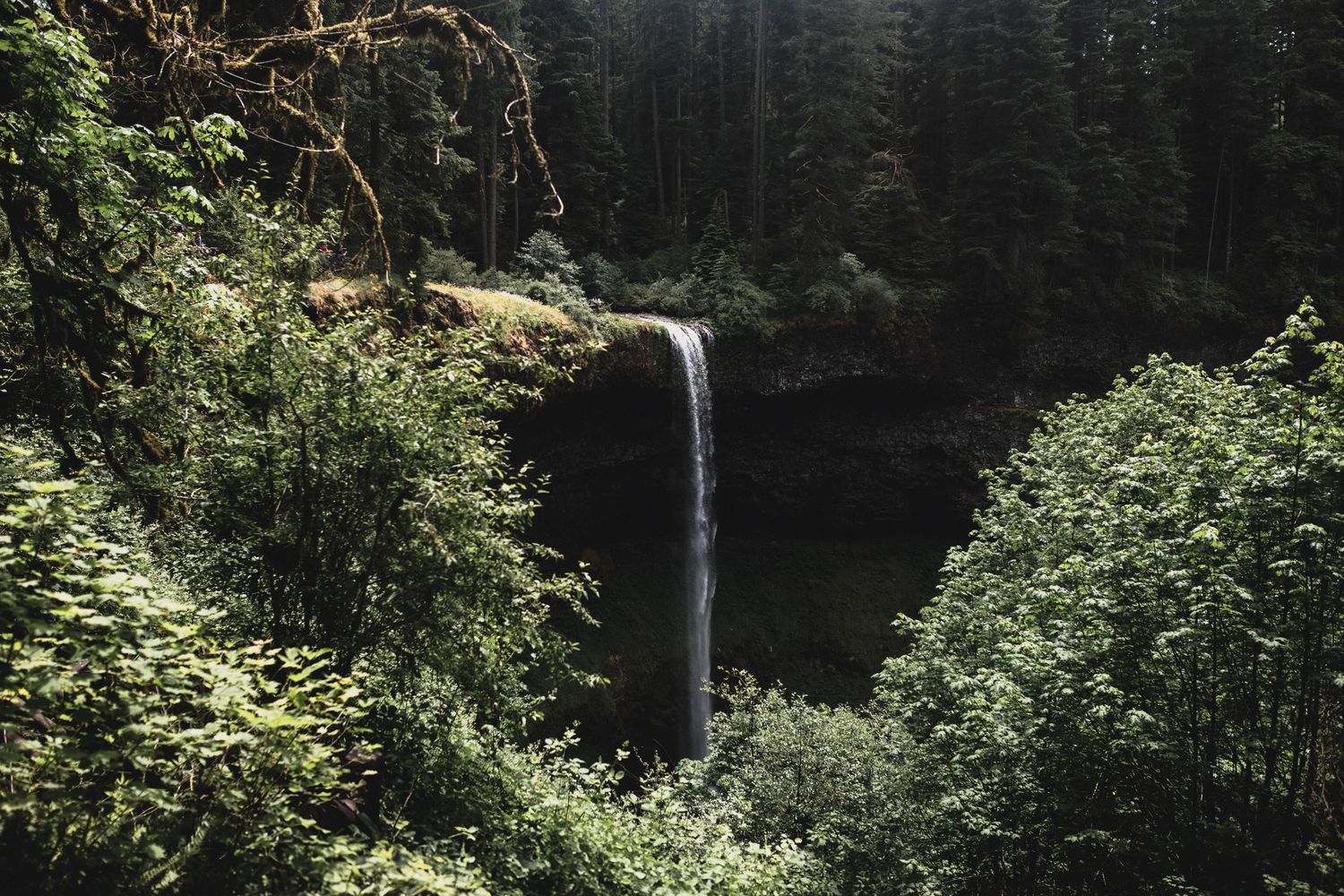 A tall waterfall cascades into a lush green forest surrounded by dense trees and foliage at Silver falls state in Oregon