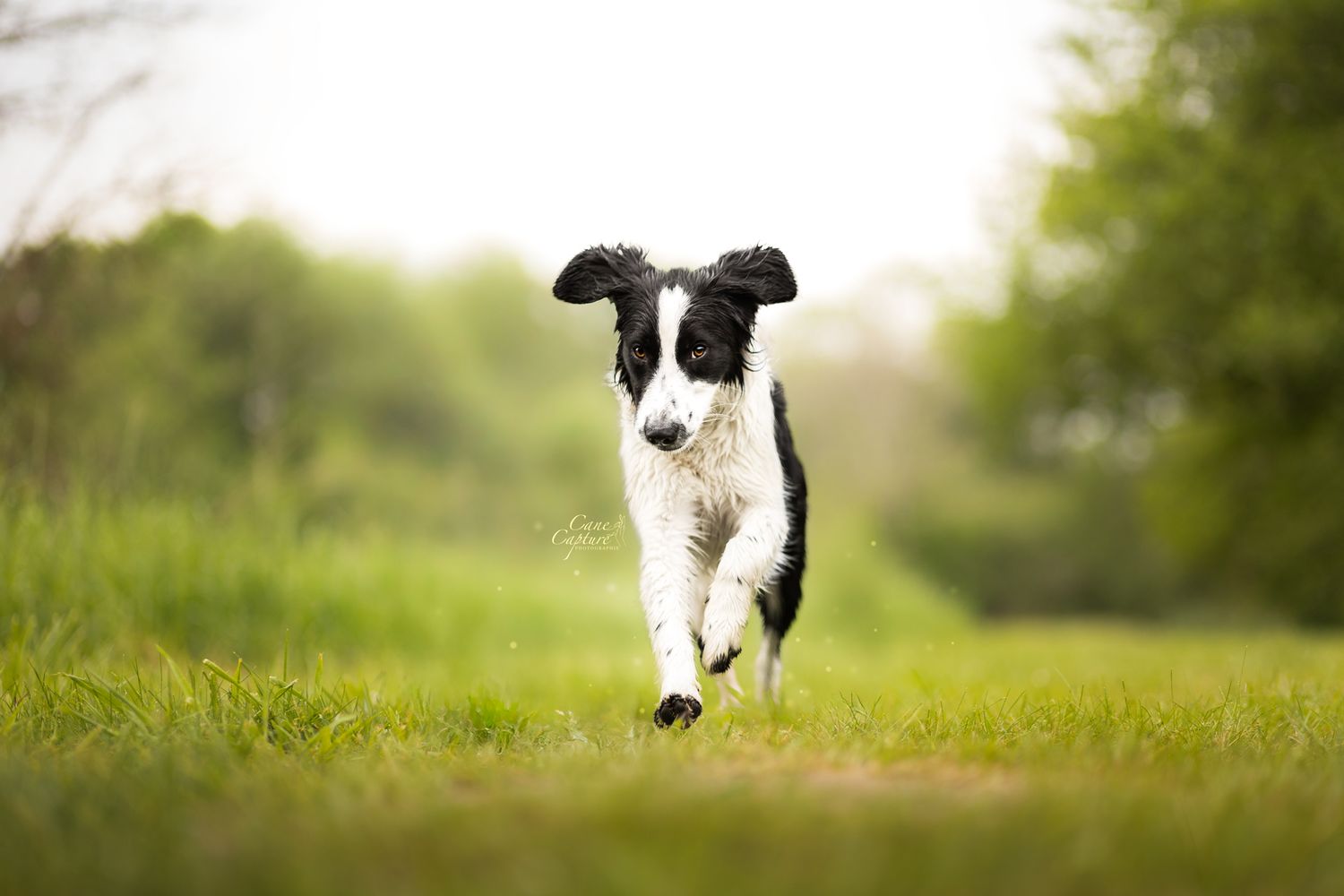 photo-chien-exterieur-tours-saint-malo-chloe-frigo