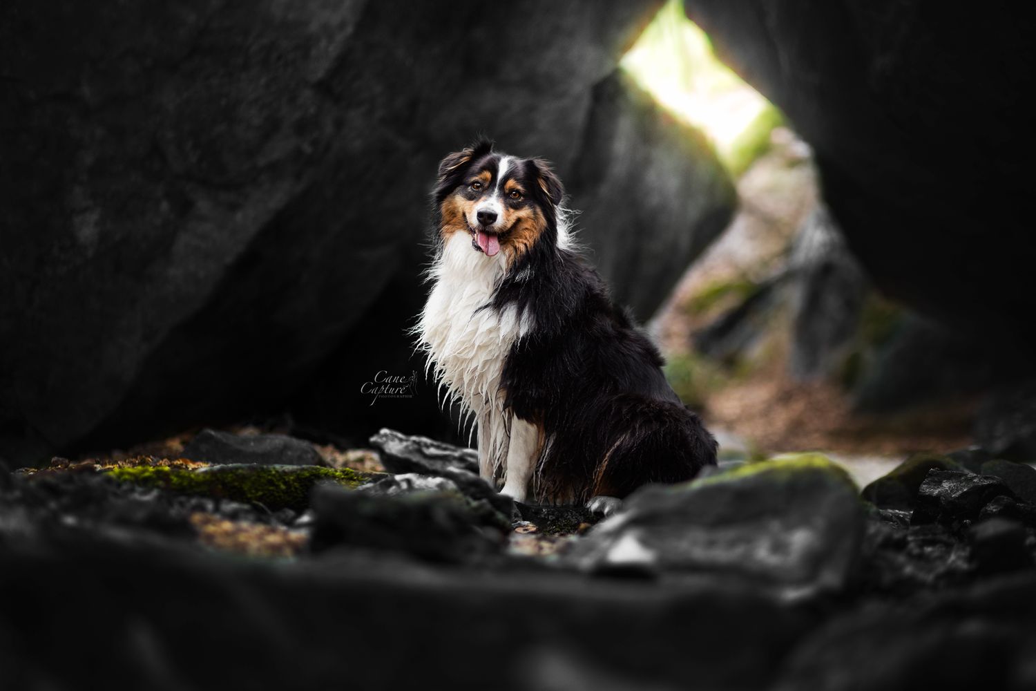 photo-chien-exterieur-tours-saint-malo-chloe-frigo