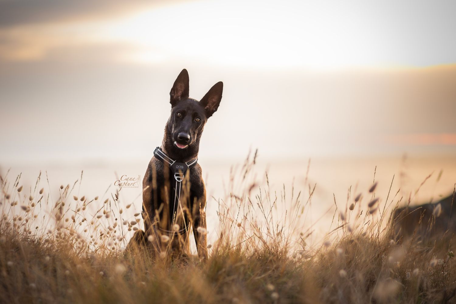 photo-chien-exterieur-tours-saint-malo-chloe-frigo