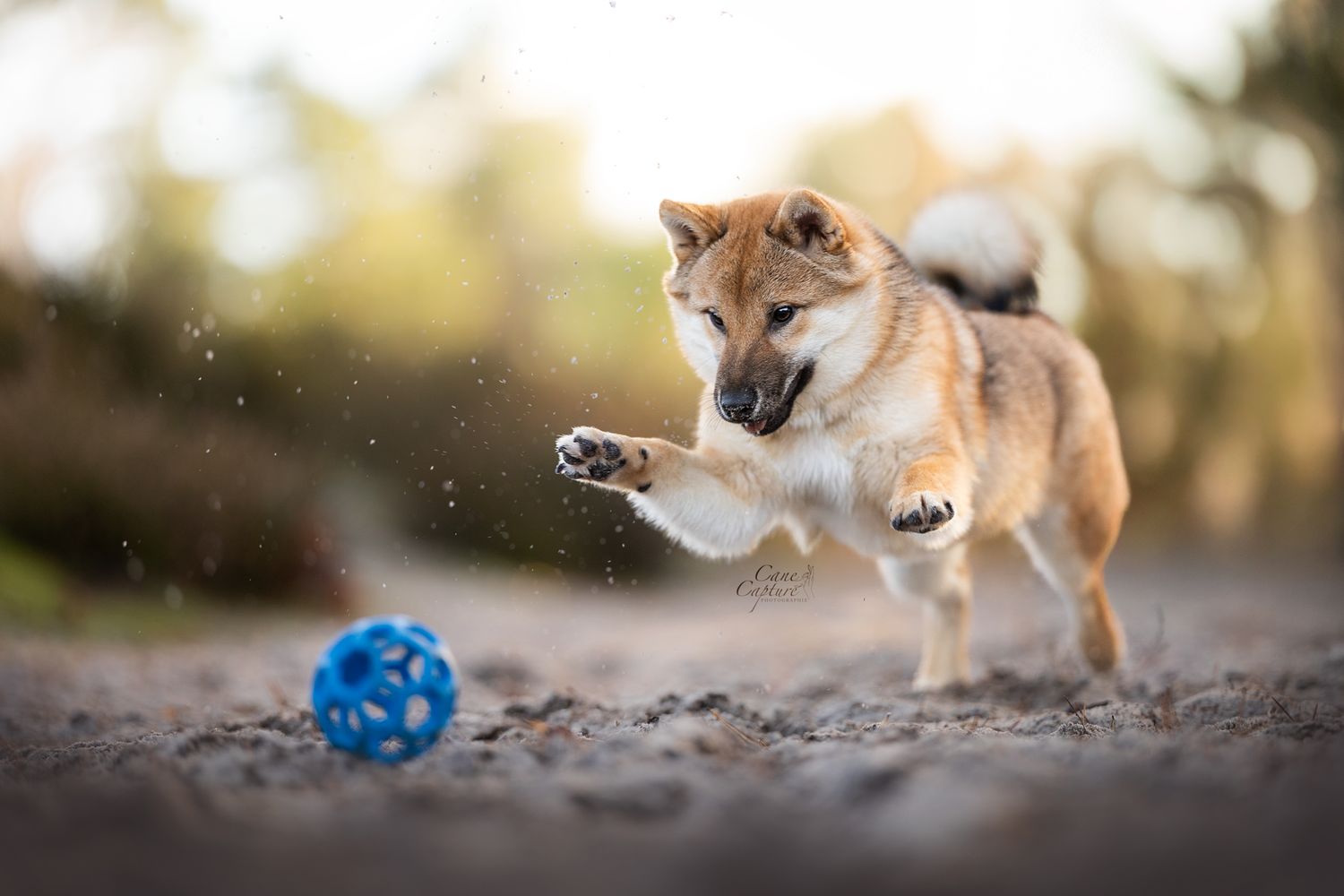 photo-chien-exterieur-tours-saint-malo-chloe-frigo