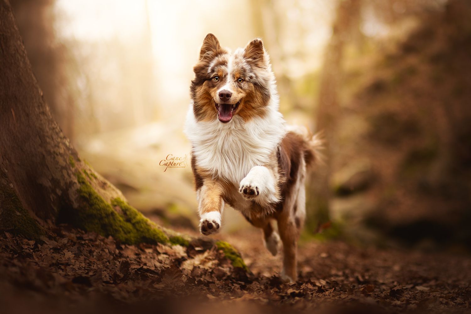 photo-chien-exterieur-tours-saint-malo-chloe-frigo