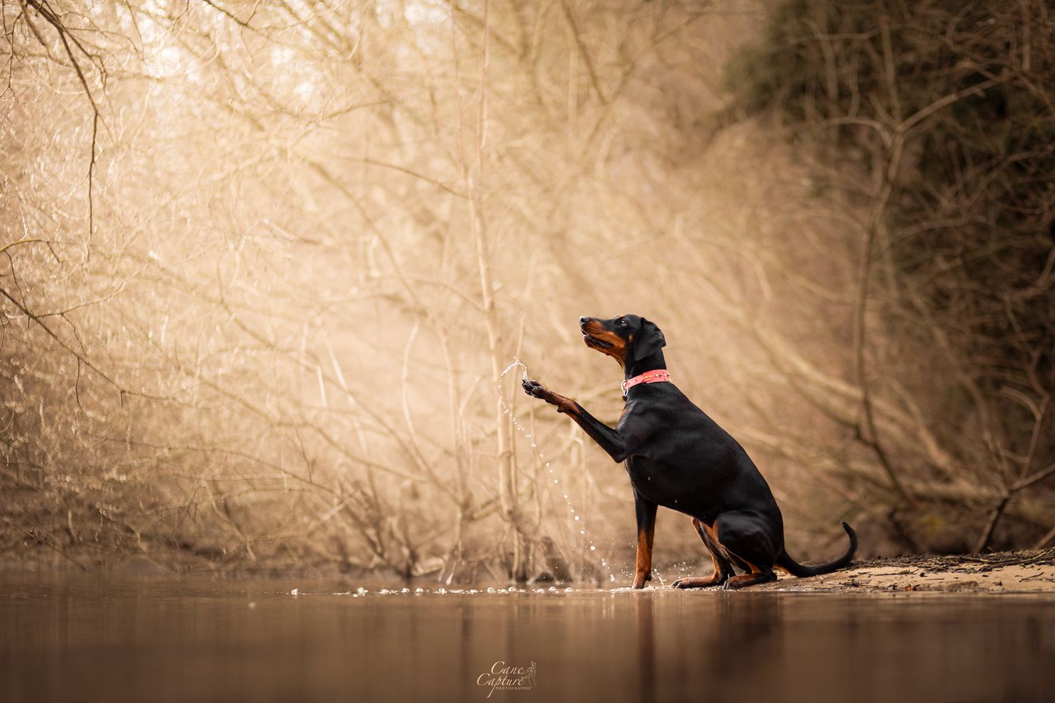 photo-chien-exterieur-tours-saint-malo-chloe-frigo