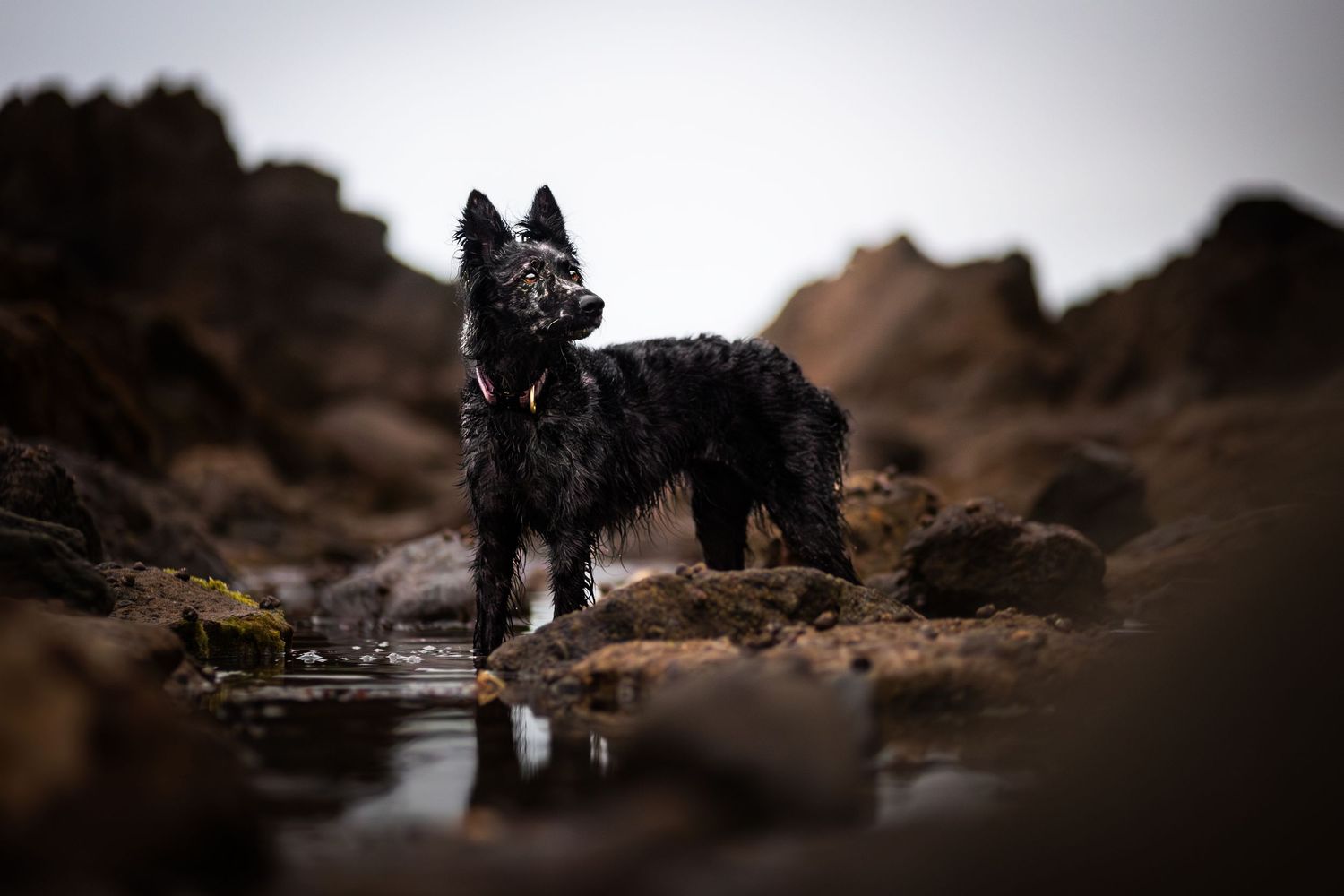 photo-chien-exterieur-tours-saint-malo-chloe-frigo