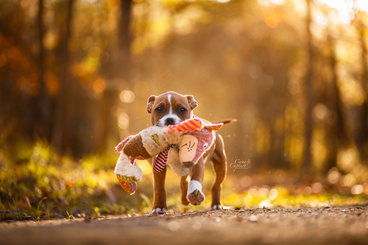 photo-chien-exterieur-tours-saint-malo-chloe-frigo