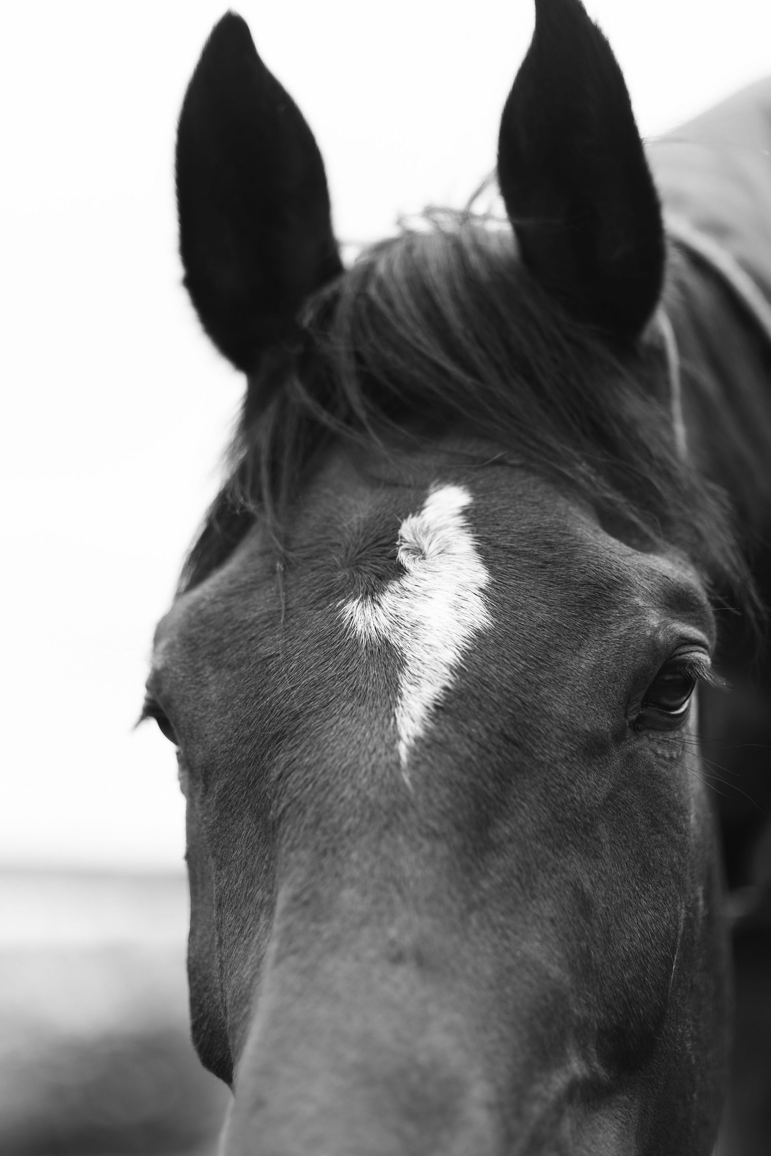 photo-cheval-exterieur-tours-saint-malo-chloe-frigo