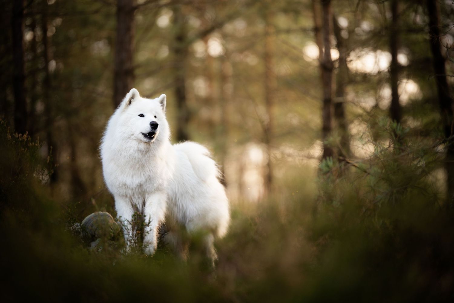 photo-chien-exterieur-tours-saint-malo-chloe-frigo