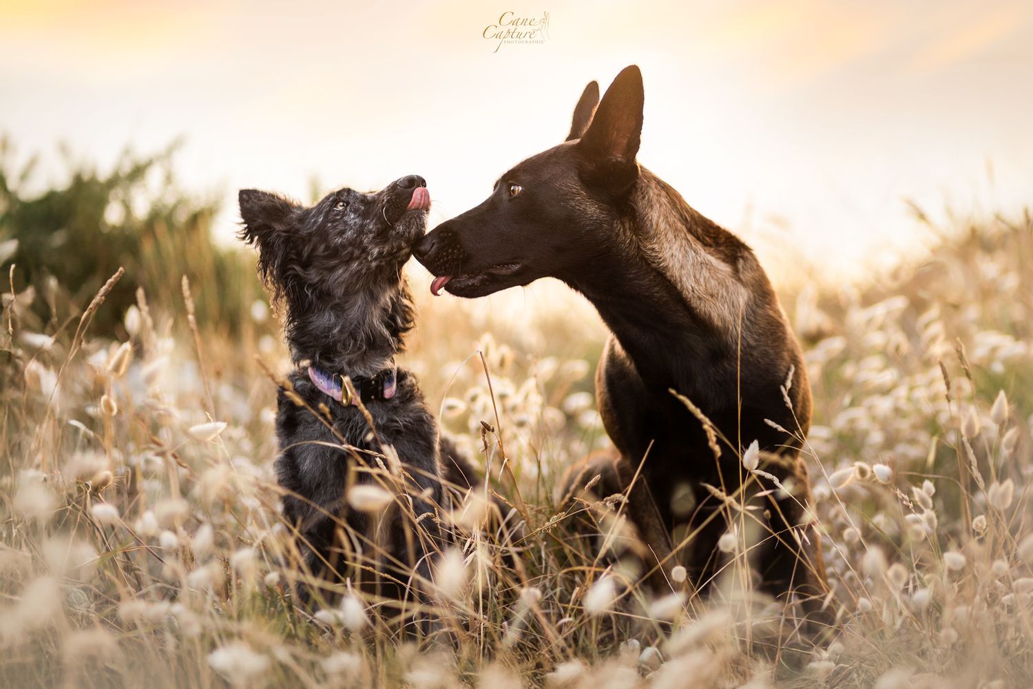 photo-chien-exterieur-tours-saint-malo-chloe-frigo