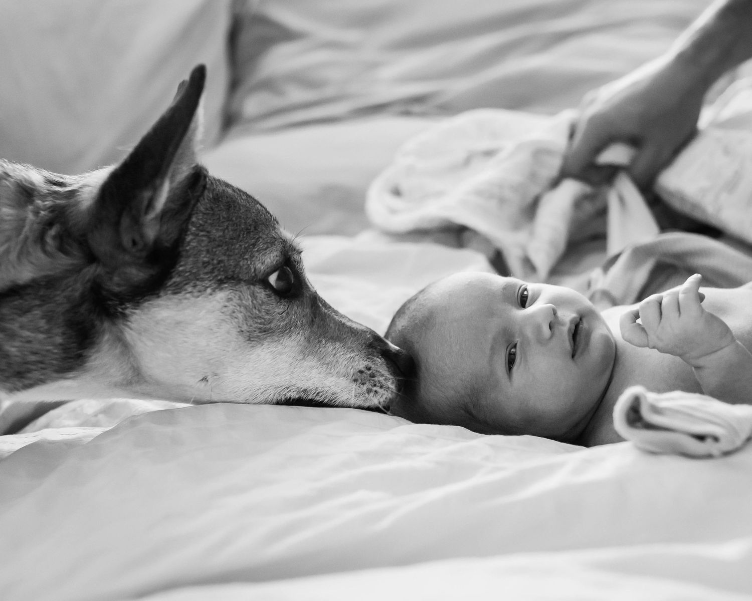 Dog sniffing newborn baby's head during in-home lifestyle newborn photography session in Calgary
