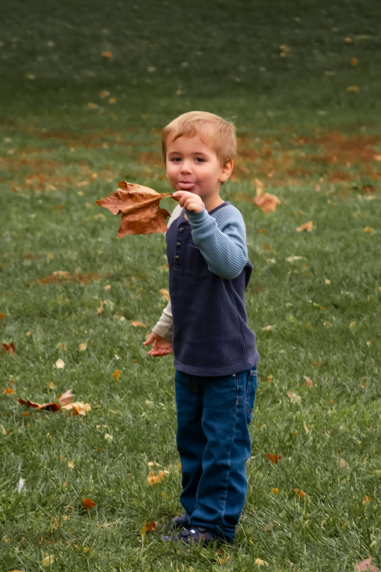 A young child in denim and a sweater plays with fallen autumn leaves on a green lawn.