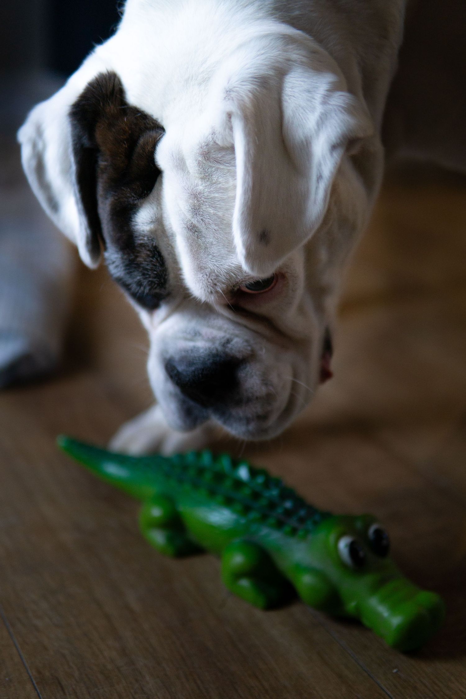 Watchful eye