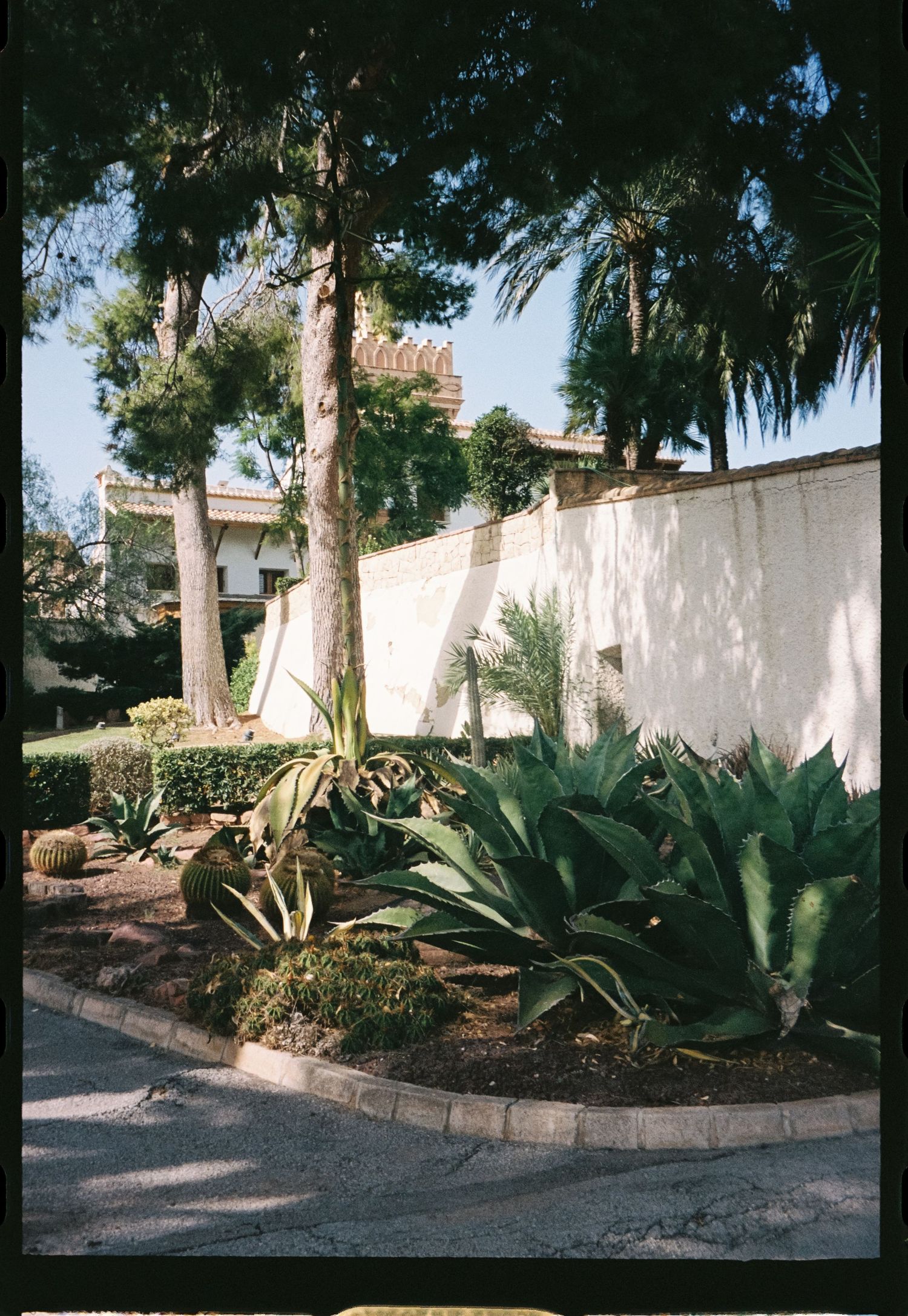 Tropical garden landscape with white stucco wall and palm trees in Mediterranean style.