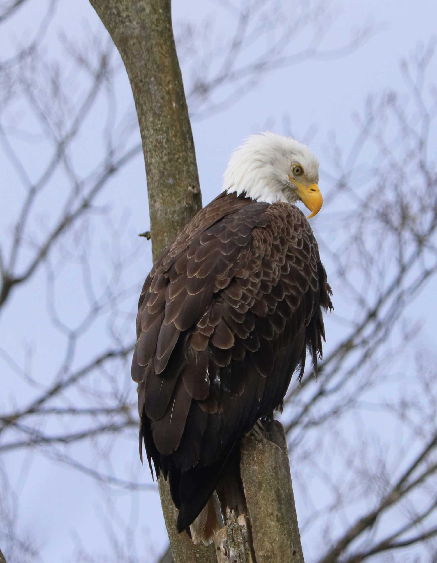 wildlife photography