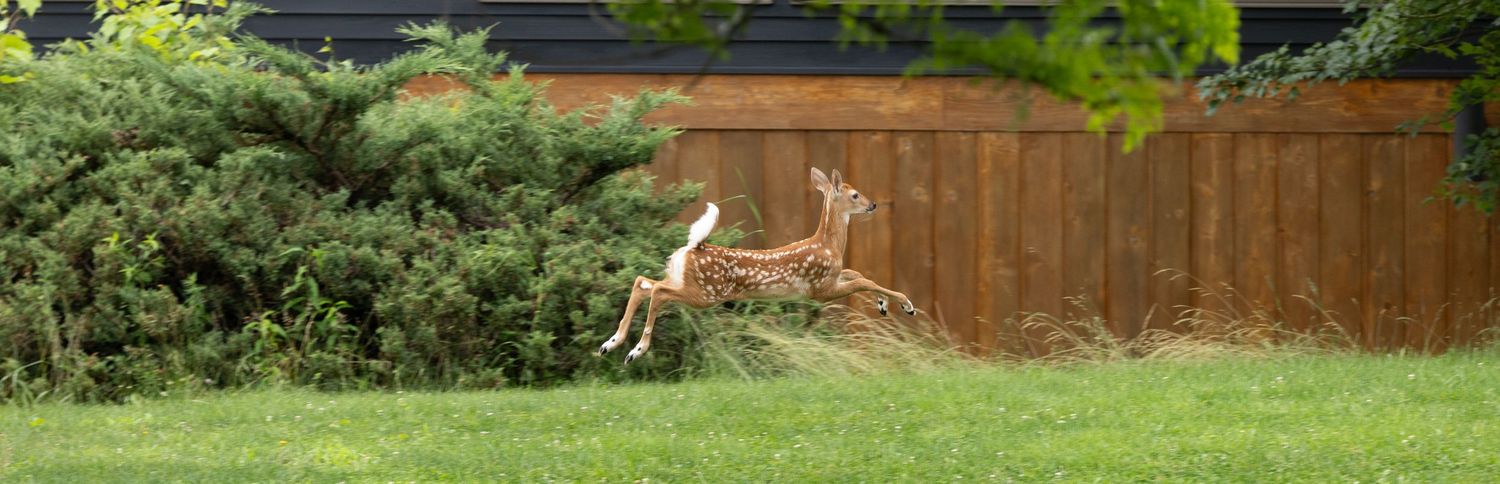 wildlife photography