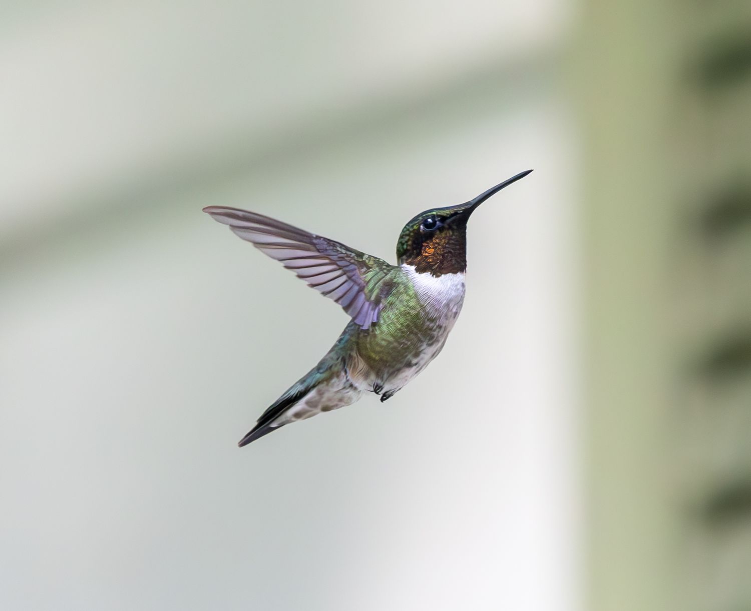 wildlife photography