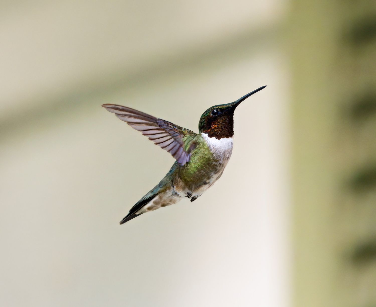 wildlife photography