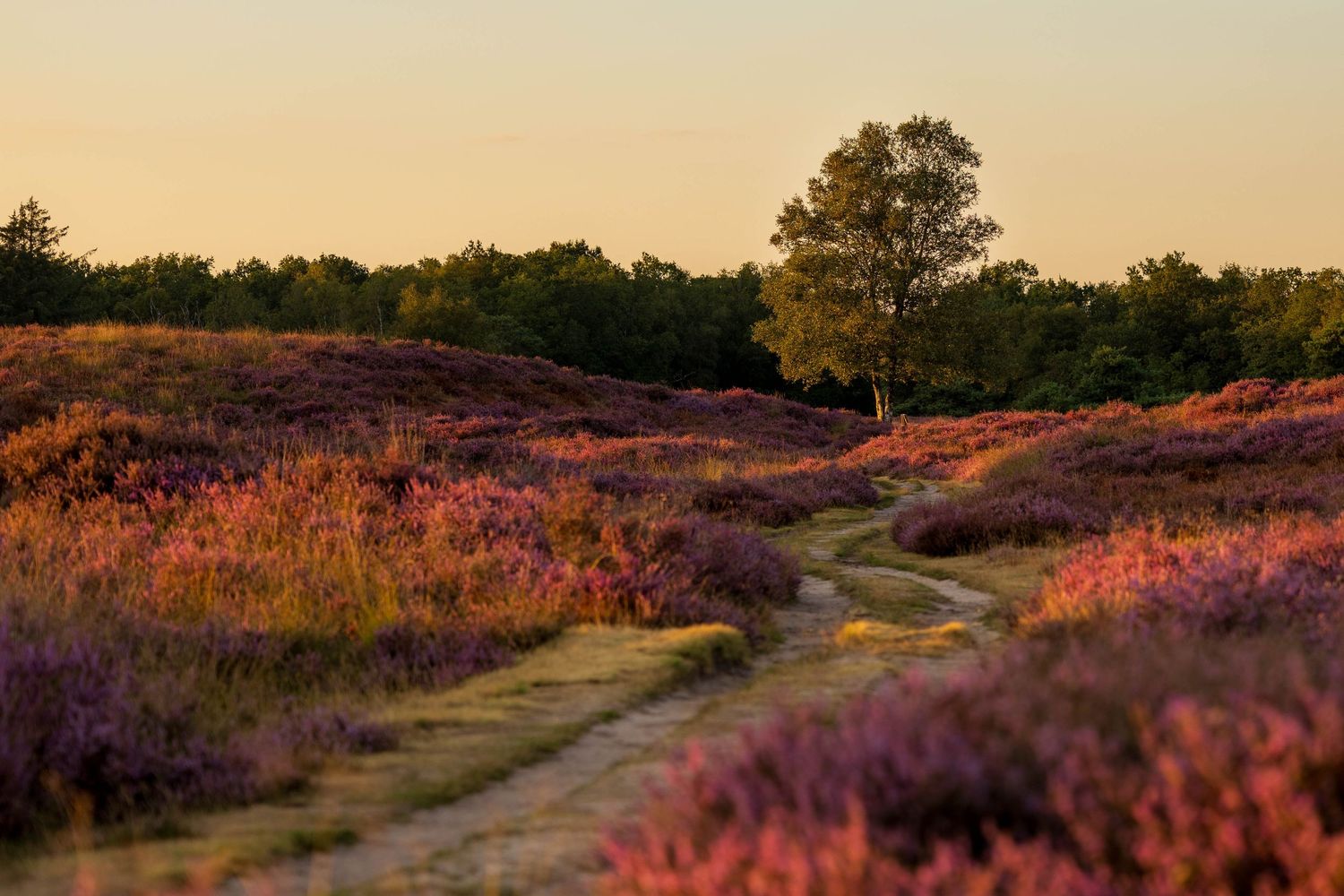 A winding dirt path through vibrant purple heather fields at golden hour, with a lone tree silhouetted against a warm sunset sky.