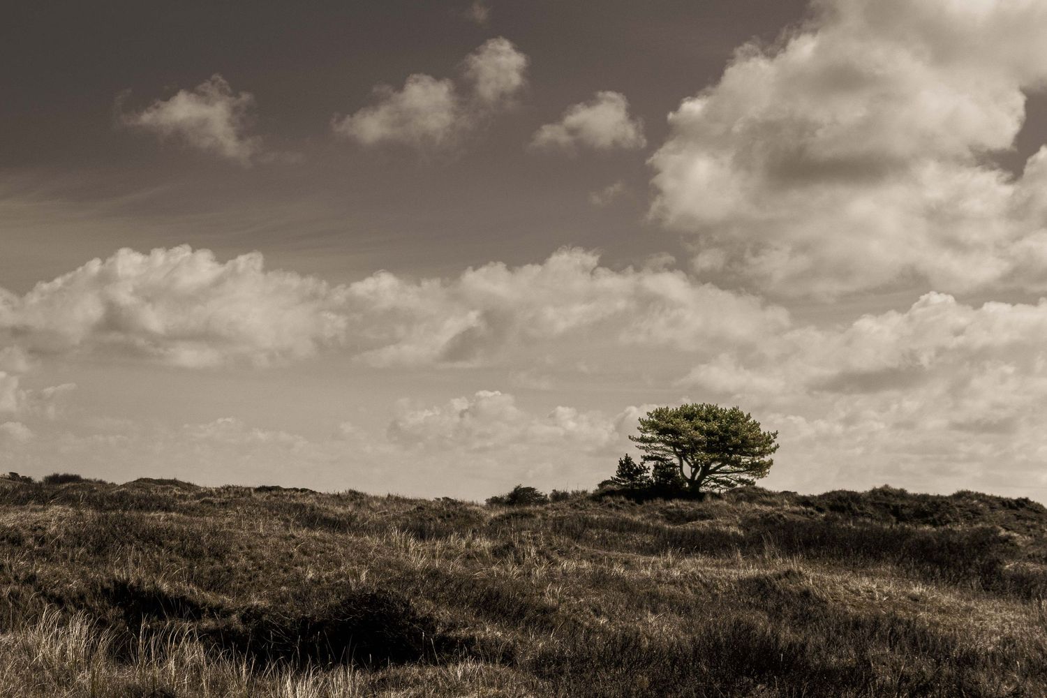 Lone green tree stands on a vast moorland under dramatic cloudy sky in sepia-toned landscape photography.