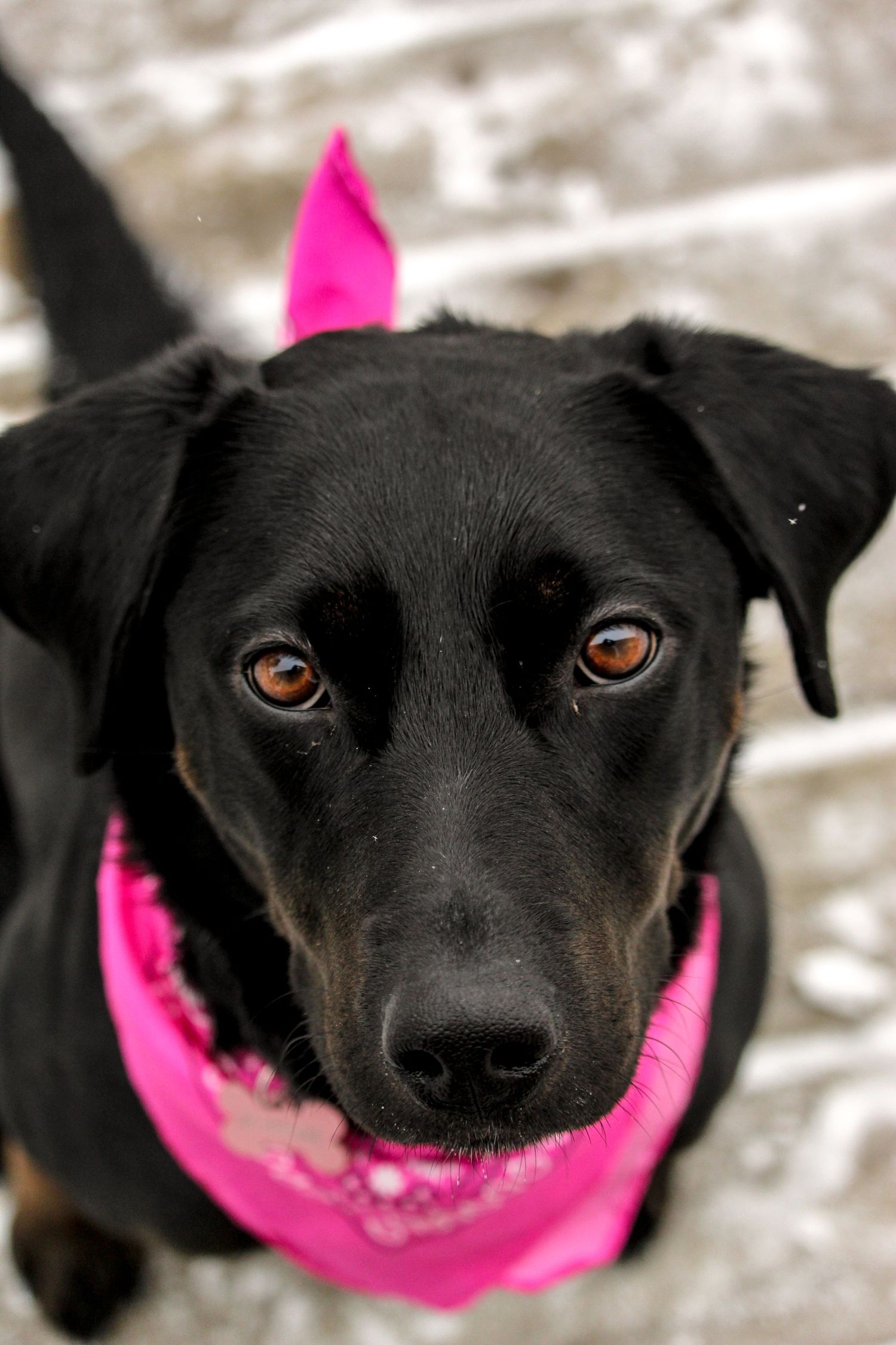 black dog with pink bandana headshot looking up, Berwyn, AB