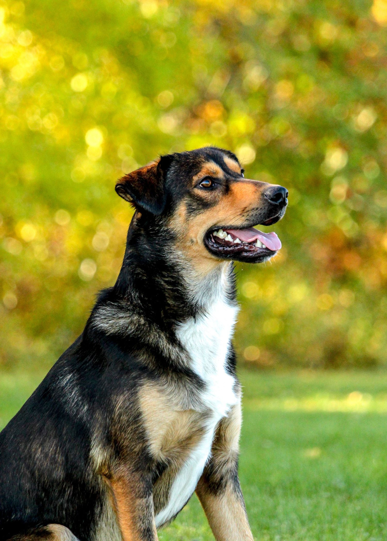 dog