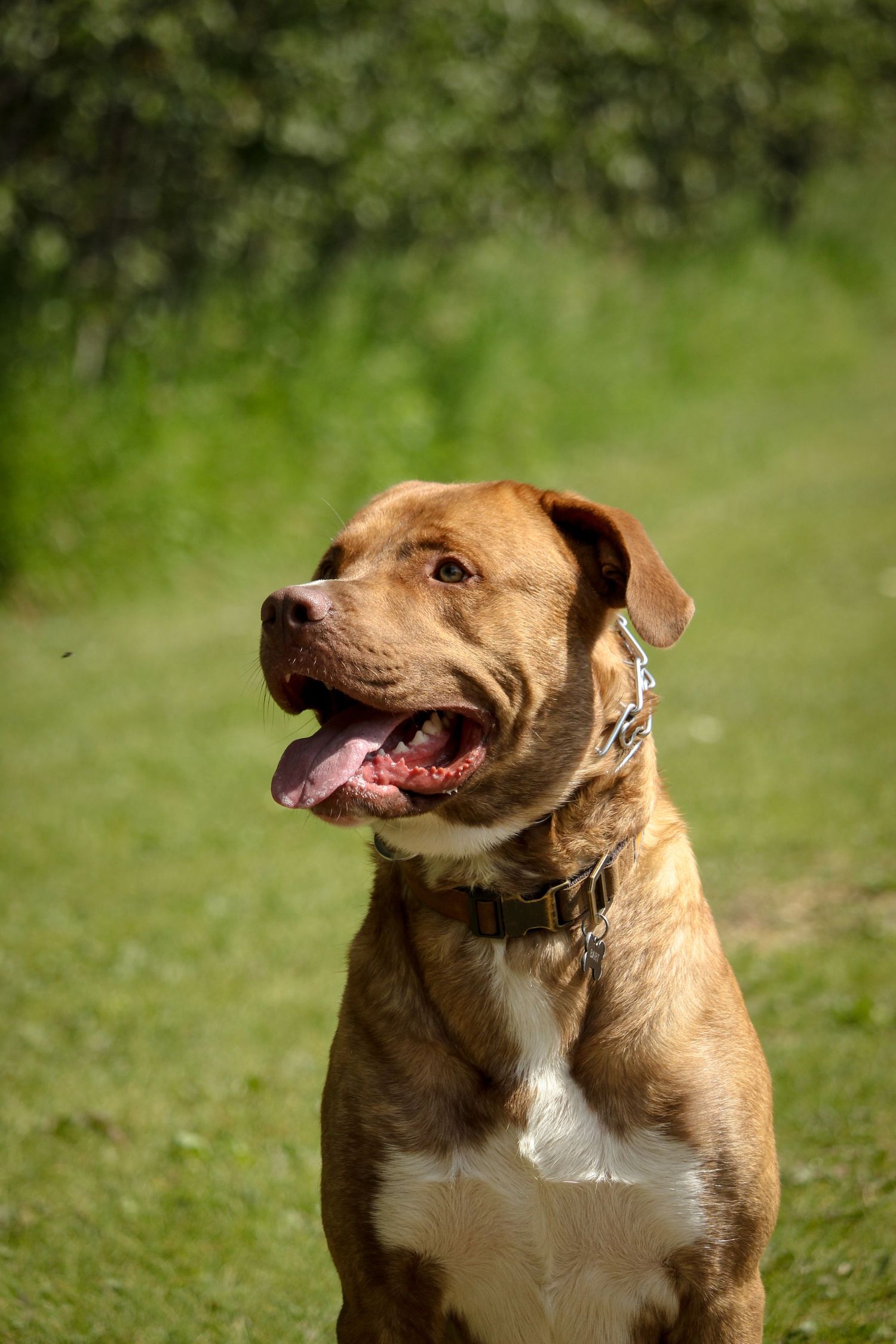 dog