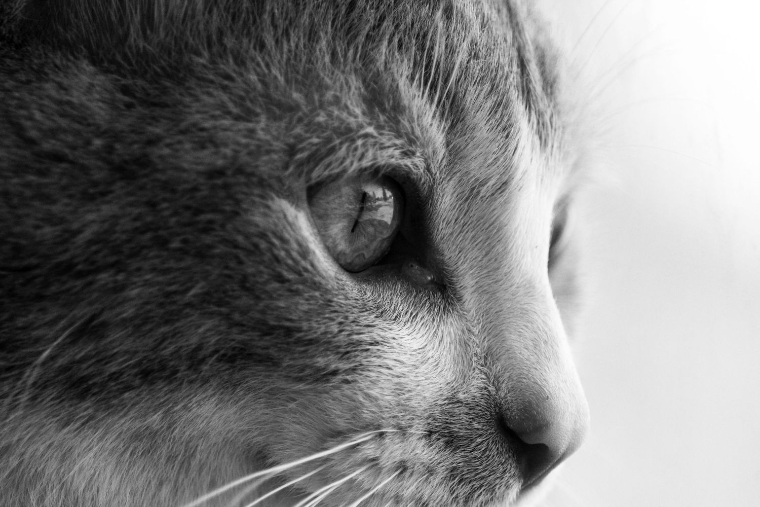 Cat eye close-up in Berwyn, AB