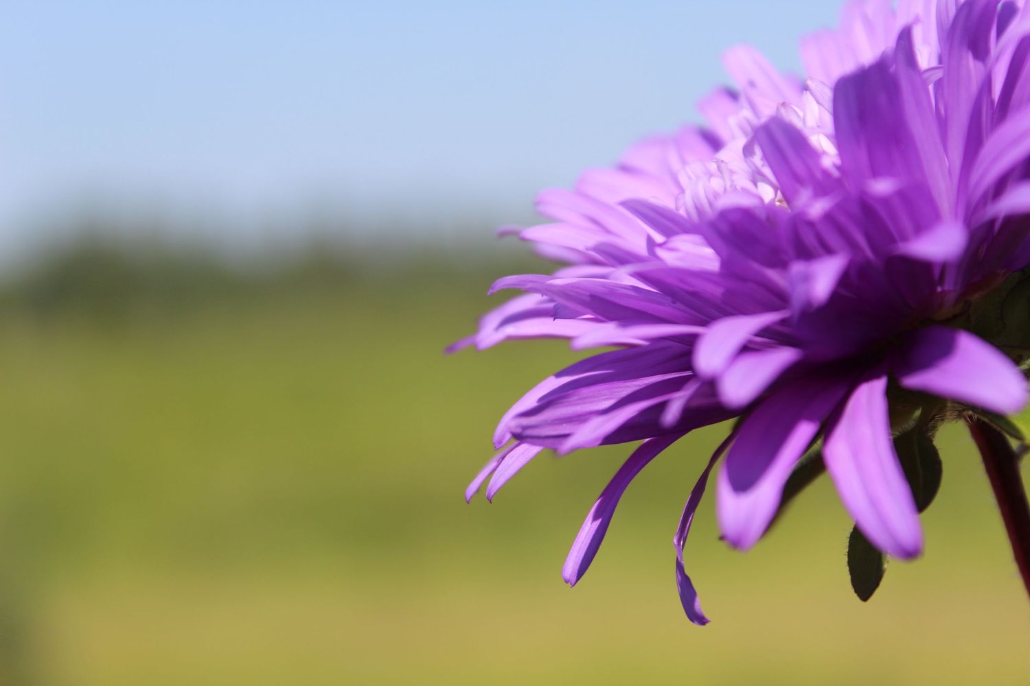 purple flower, field and sky behind, Grimshaw, AB