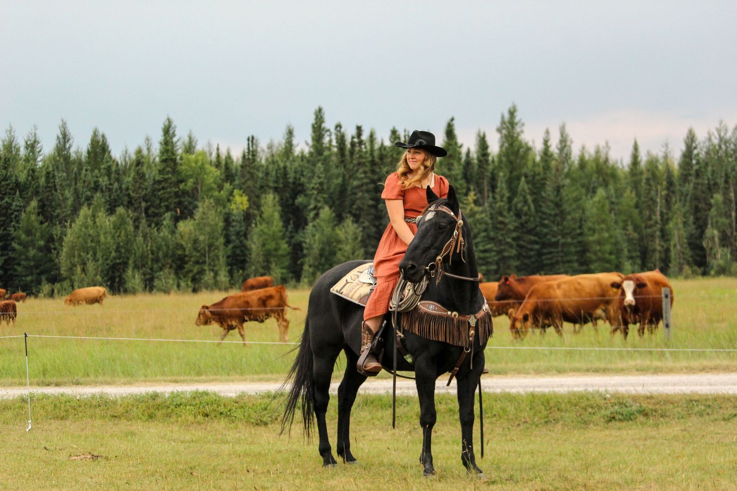 girl on horse with cows in background, western setting in Rocky Mountain House, AB