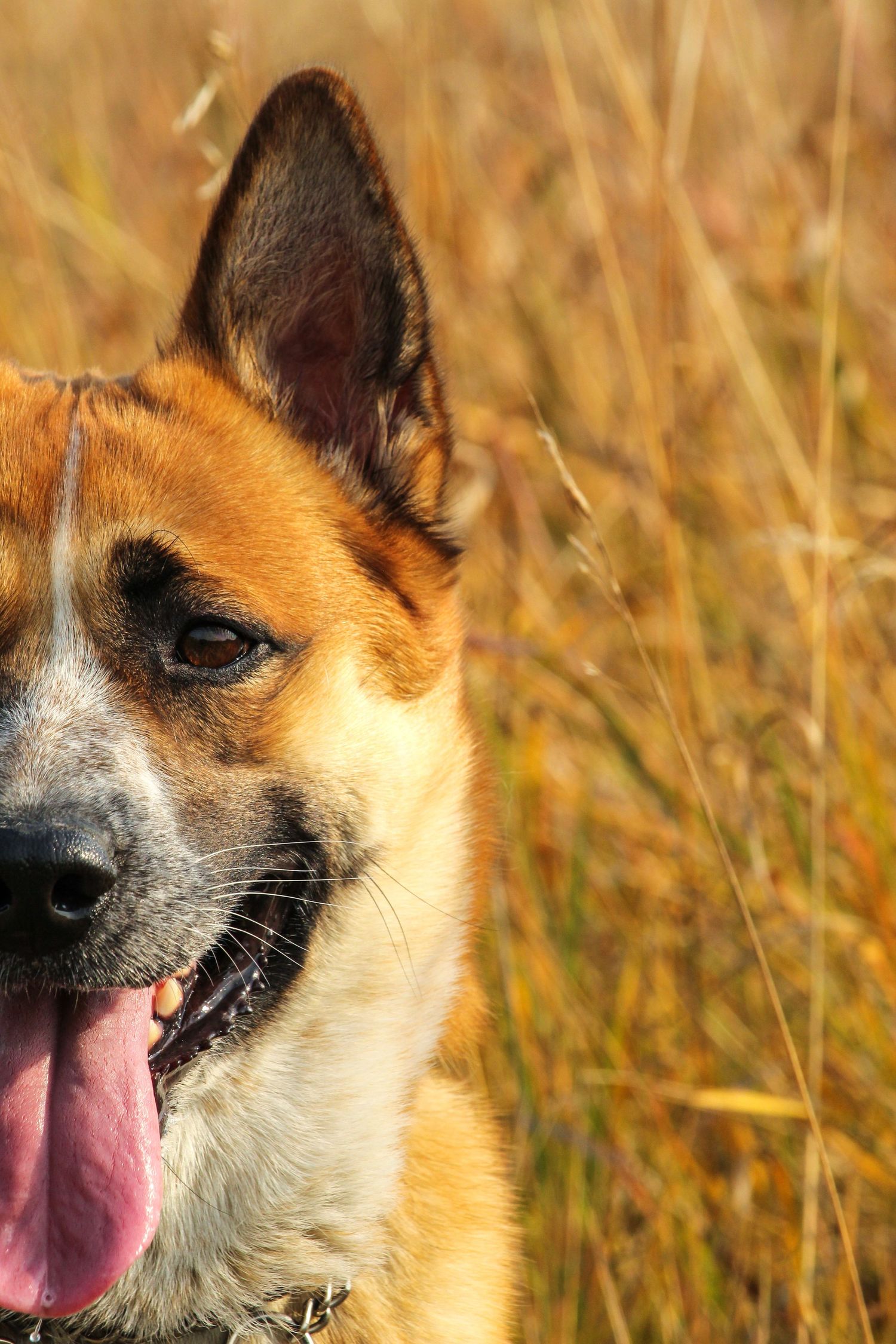 Dog headshot in fall field near Peace River, AB