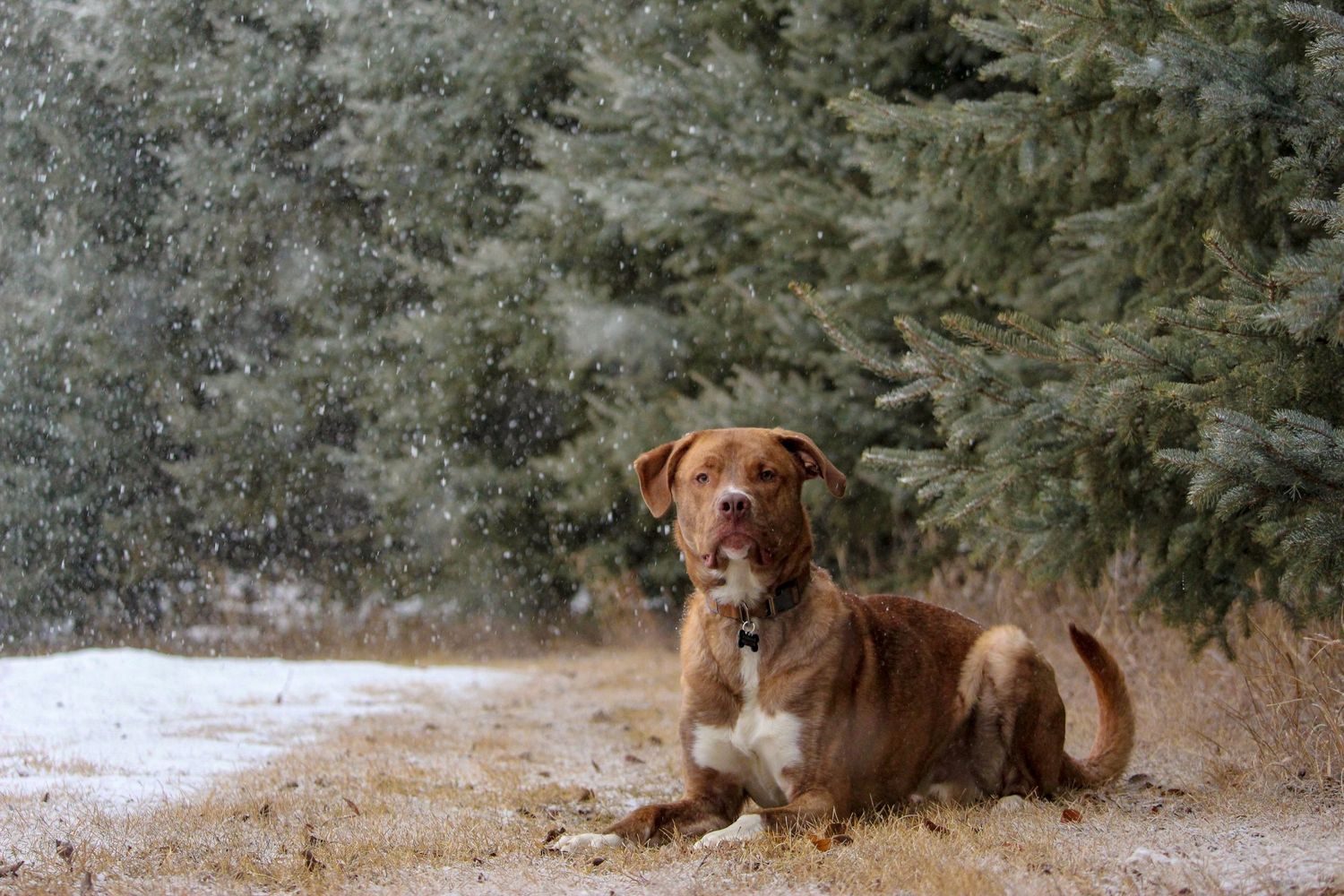 Dog laying down by evergreens, winter, snow falling North of Peace River, AB