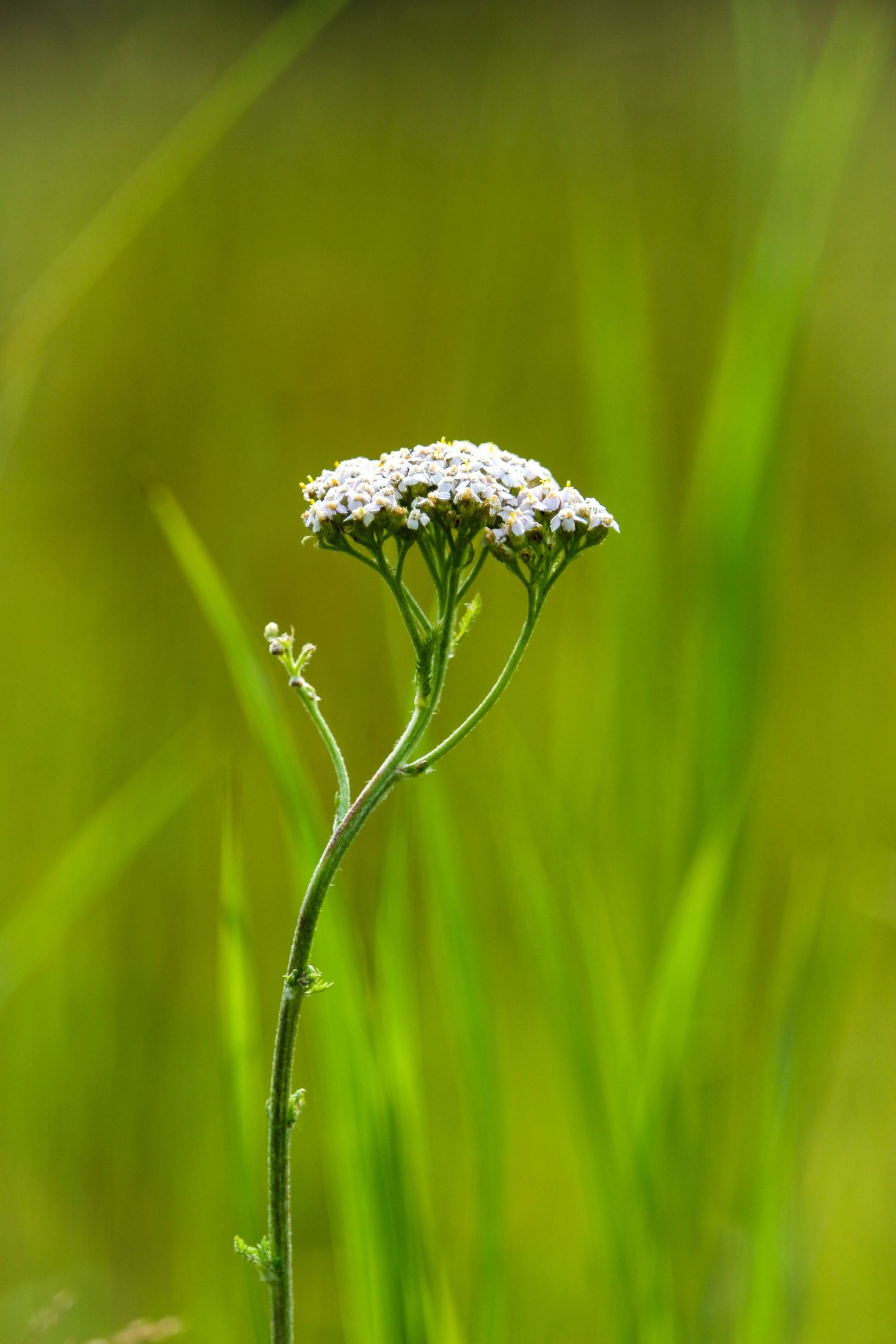 Wildflower with bokeh grass background, Grimshaw, AB