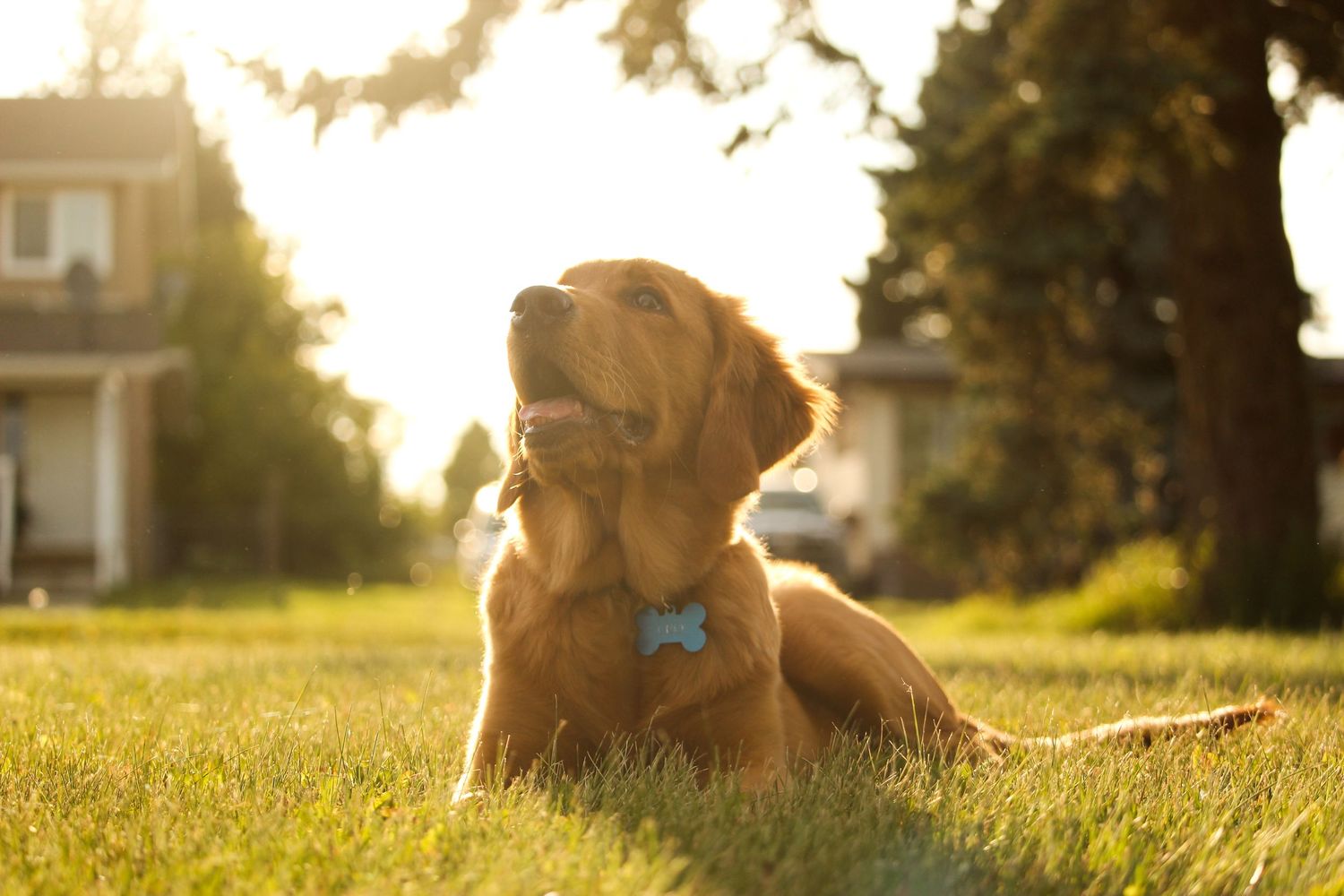 golden retriever puppy with golden hour sun behind him in Berwyn, AB