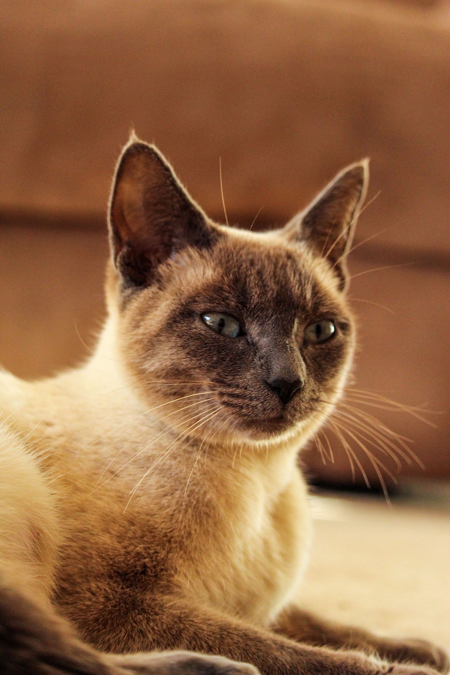 Cat in house, Berwyn, AB