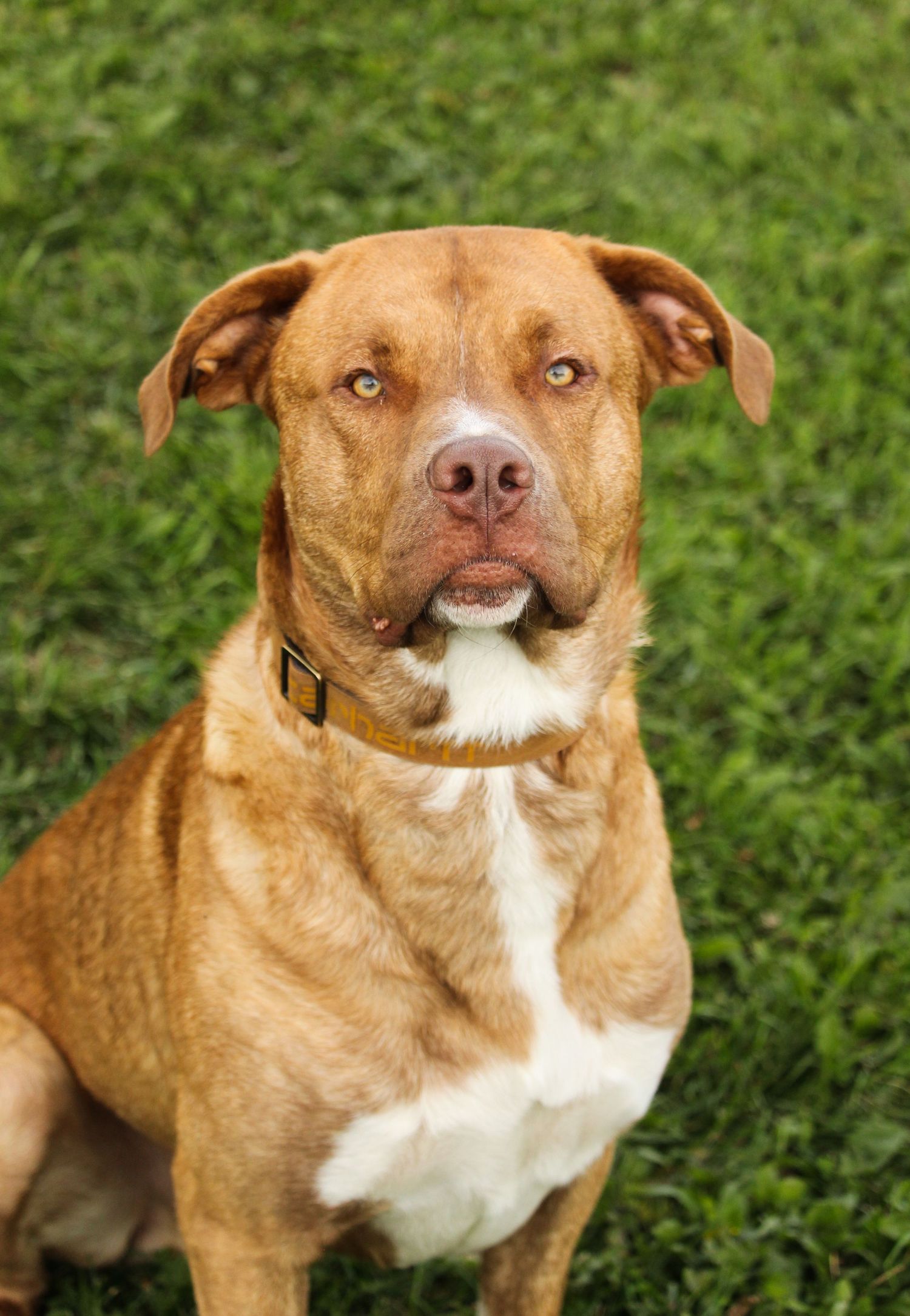 dog