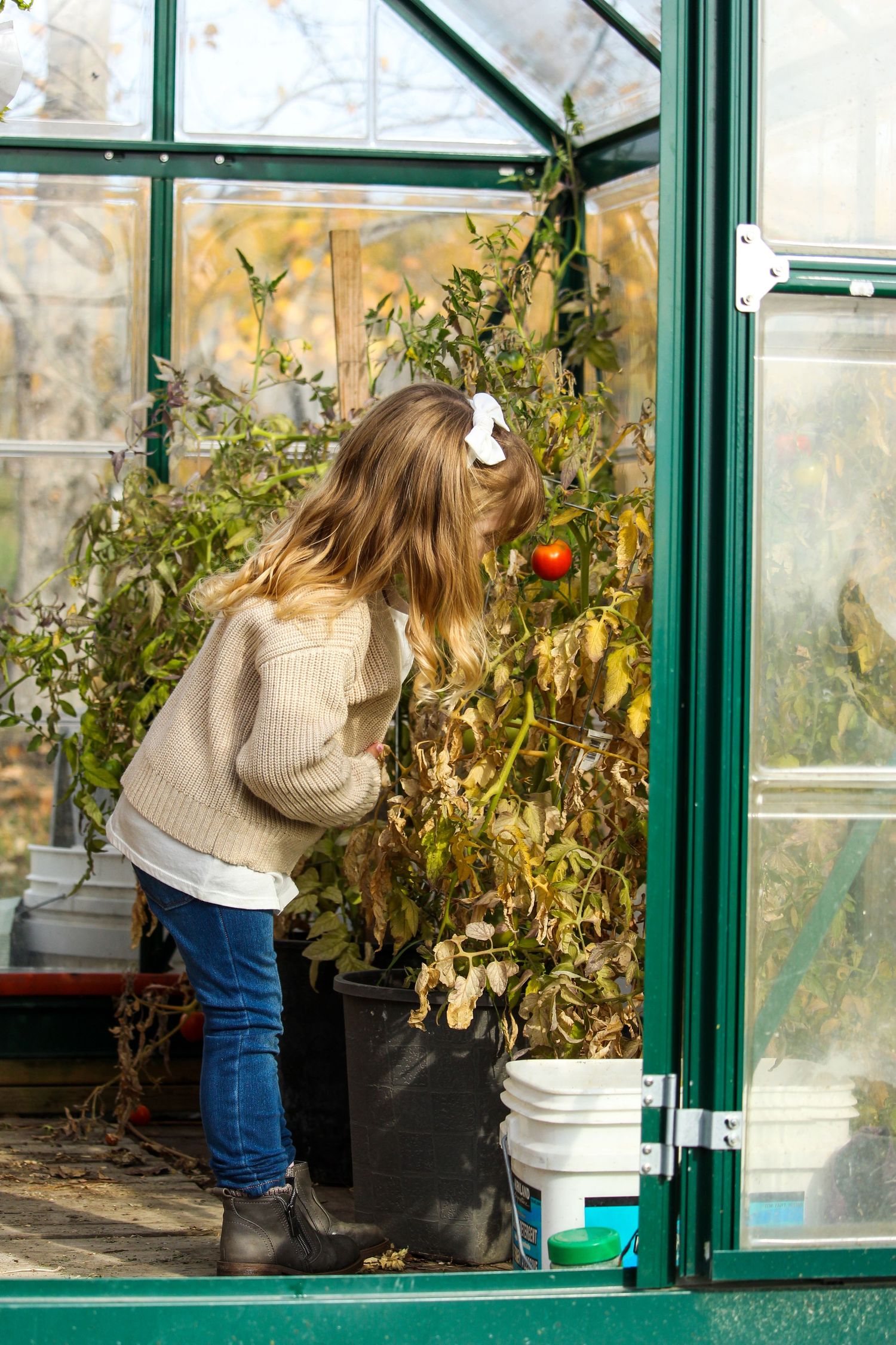 little girl in greenhouse looking at tomato plant in Peace River, AB