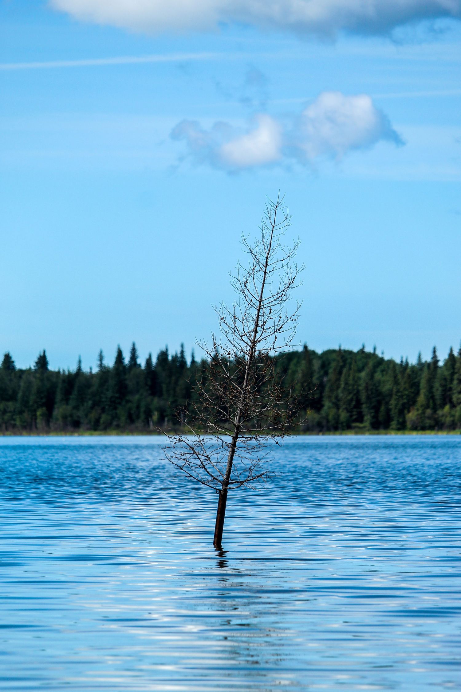 Little tree in Leddy Lake, AB