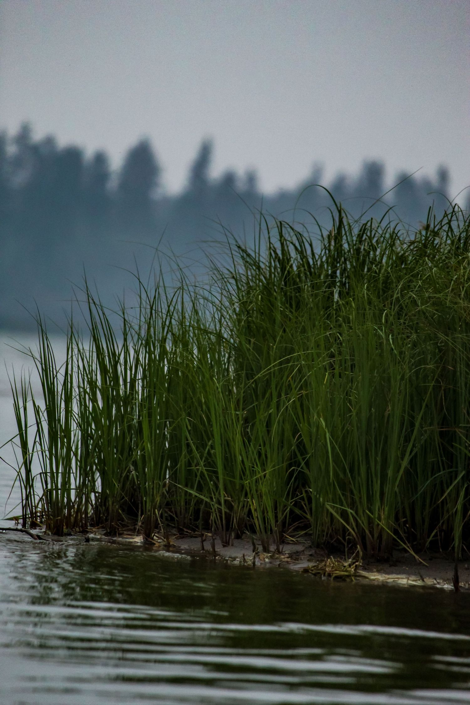 Grass and Crimson Lake, AB