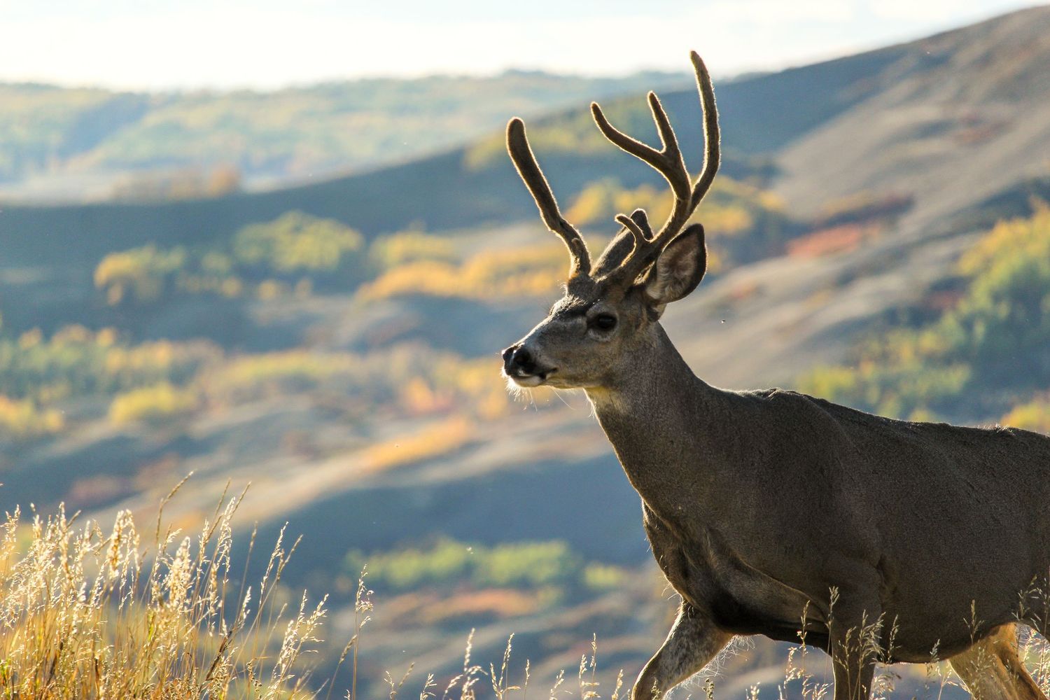 Buck deer overlooking Peace River valley