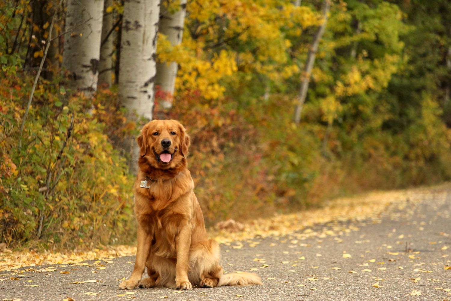 golden retriever sitting on path at Lac Cardinal, fall trees behind